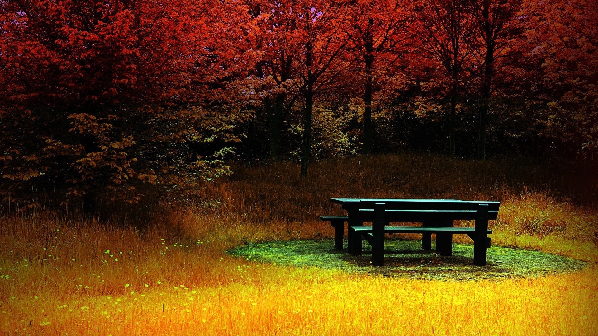 Tavolo da picnic, Bosco rosso, Prato, 16:9 Full HD, sfondo widescreen