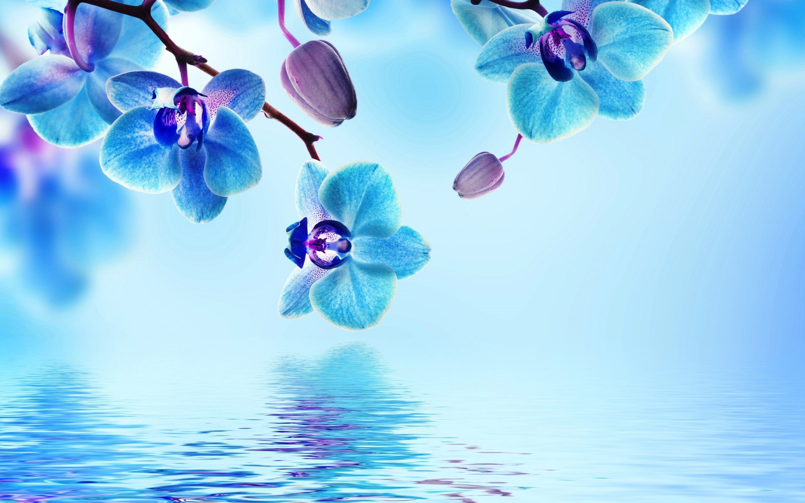 Orchidee blu, Riflesso nell'acqua, Azzurro, Fiori, Arte digitale, sfondo desktop 1600p