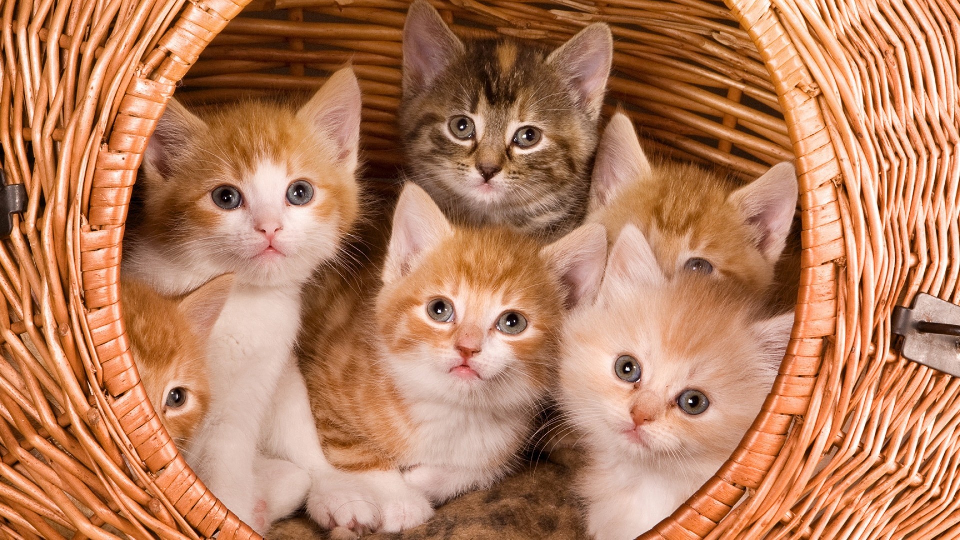 Gattini, Cesto di vimini, Gattini rossi, Full HD, sfondo per PC