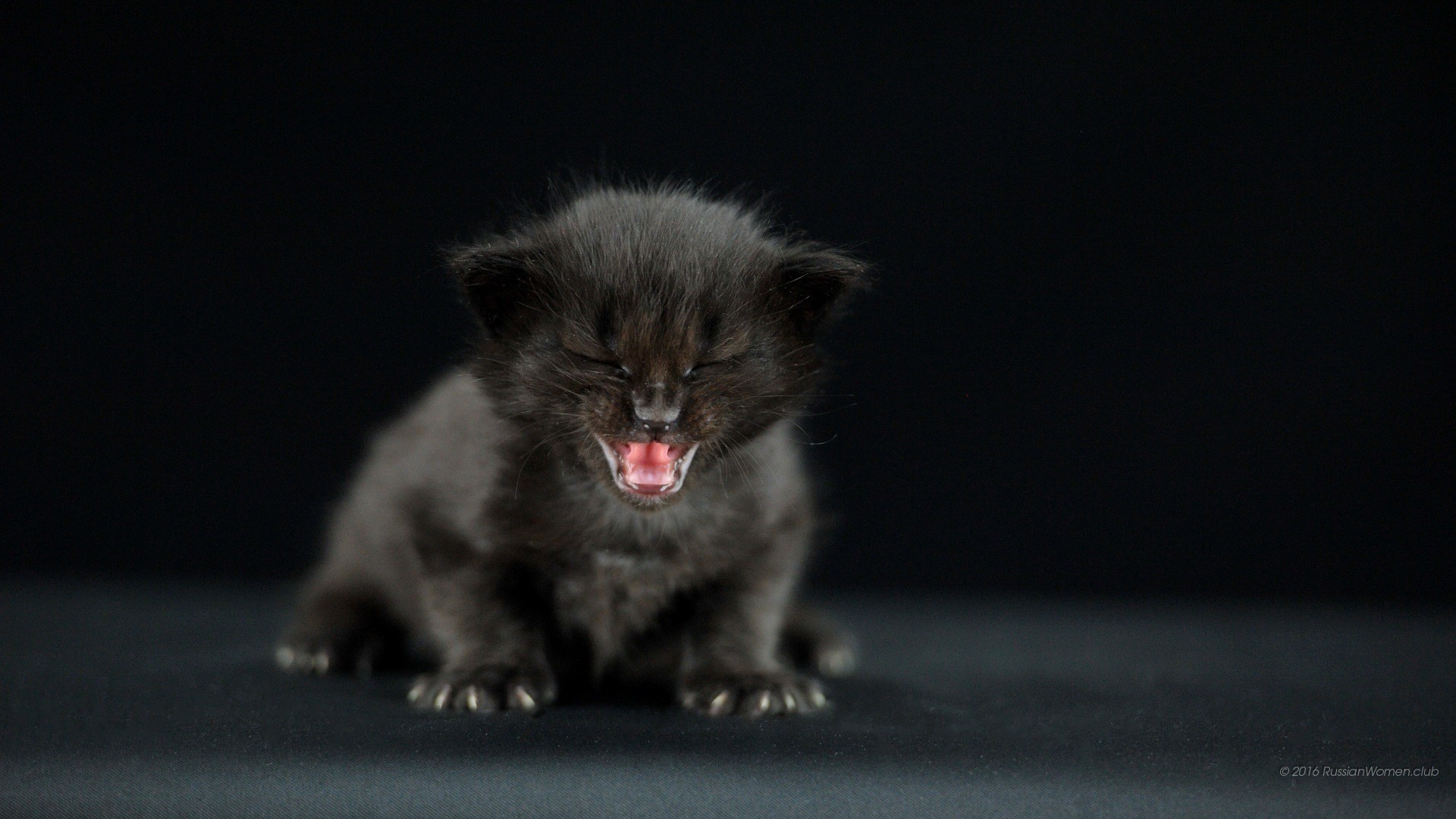 Gattino nero, Gatto, Sfondo nero, Full HD, wallpaper per desktop