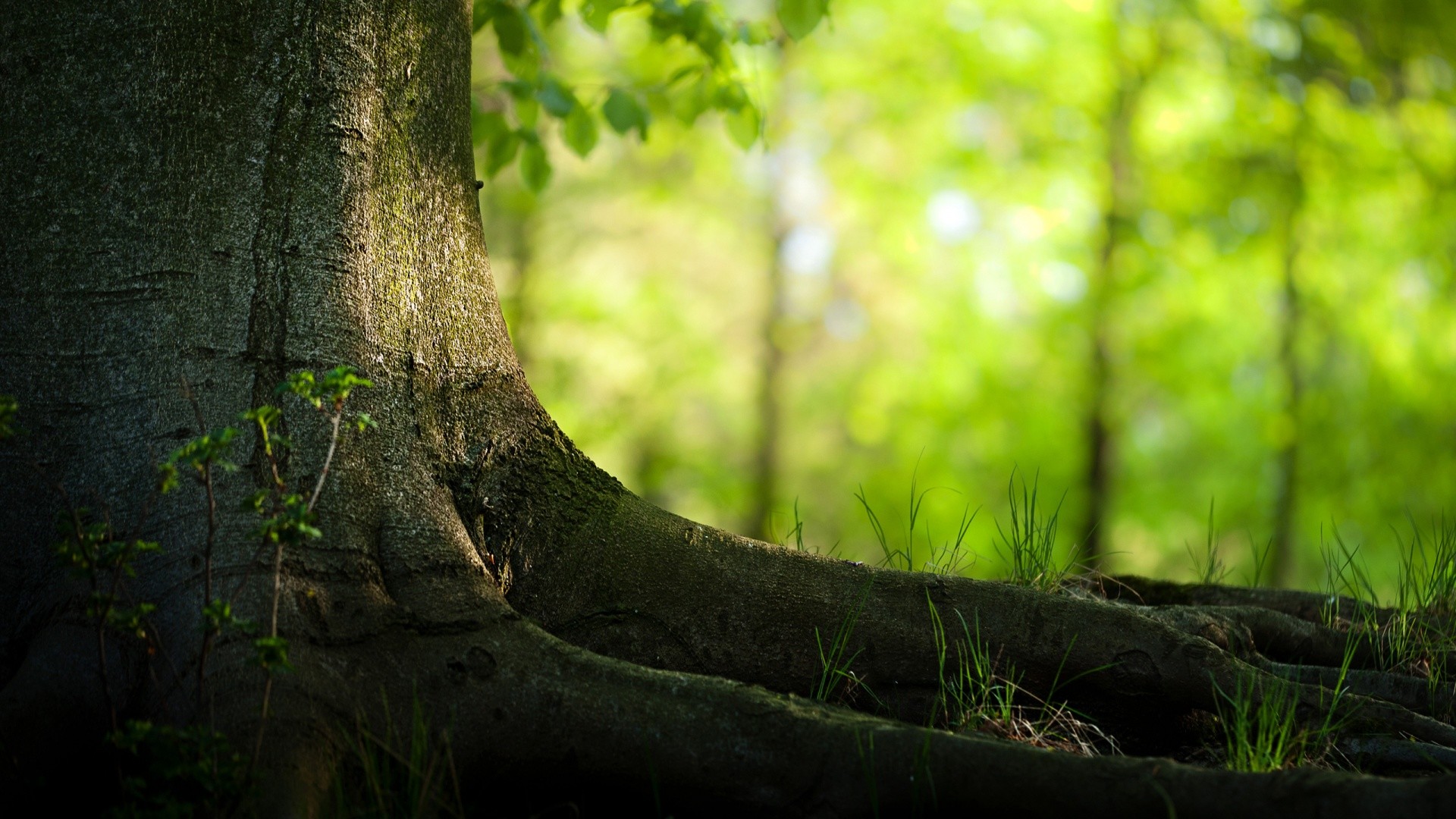 Radici, Tronco, Bosco, Sfocato, 16:9 Full HD, wallpaper widescreen