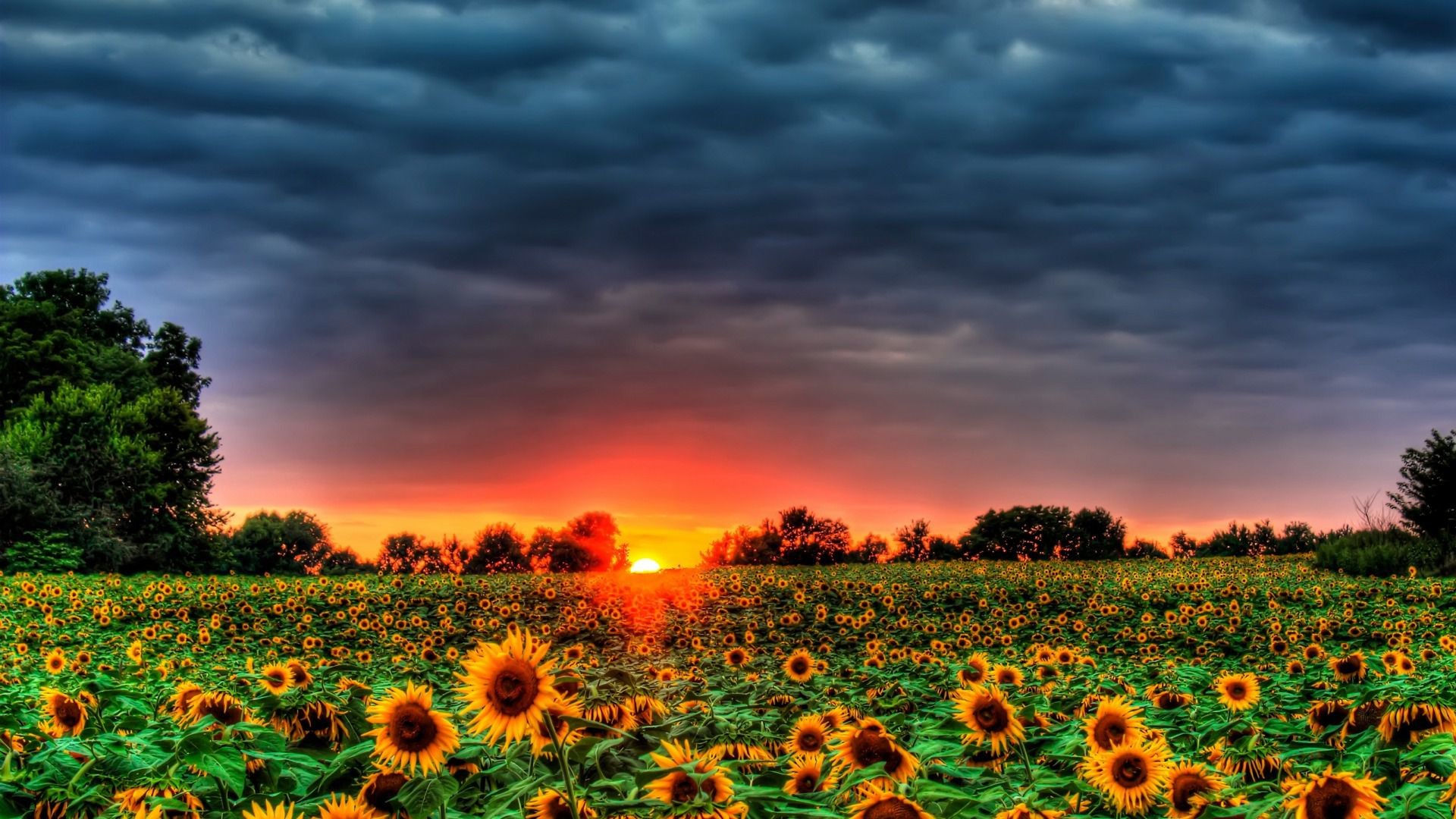 Campo di girasoli, Tramonto, Nuvole tempestose, Full HD, sfondo per PC e portatile