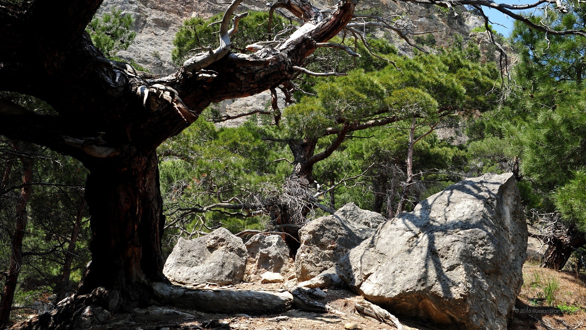 Albero, Rocce, Pini, Bosco, Full HD, sfondo per PC e portatile