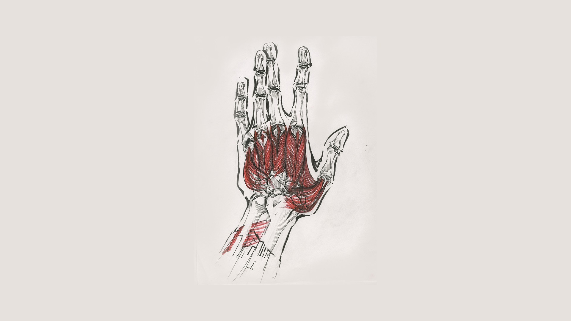 Anatomia della mano, Disegno, Muscoli, Ossa, Full HD, sfondo per PC