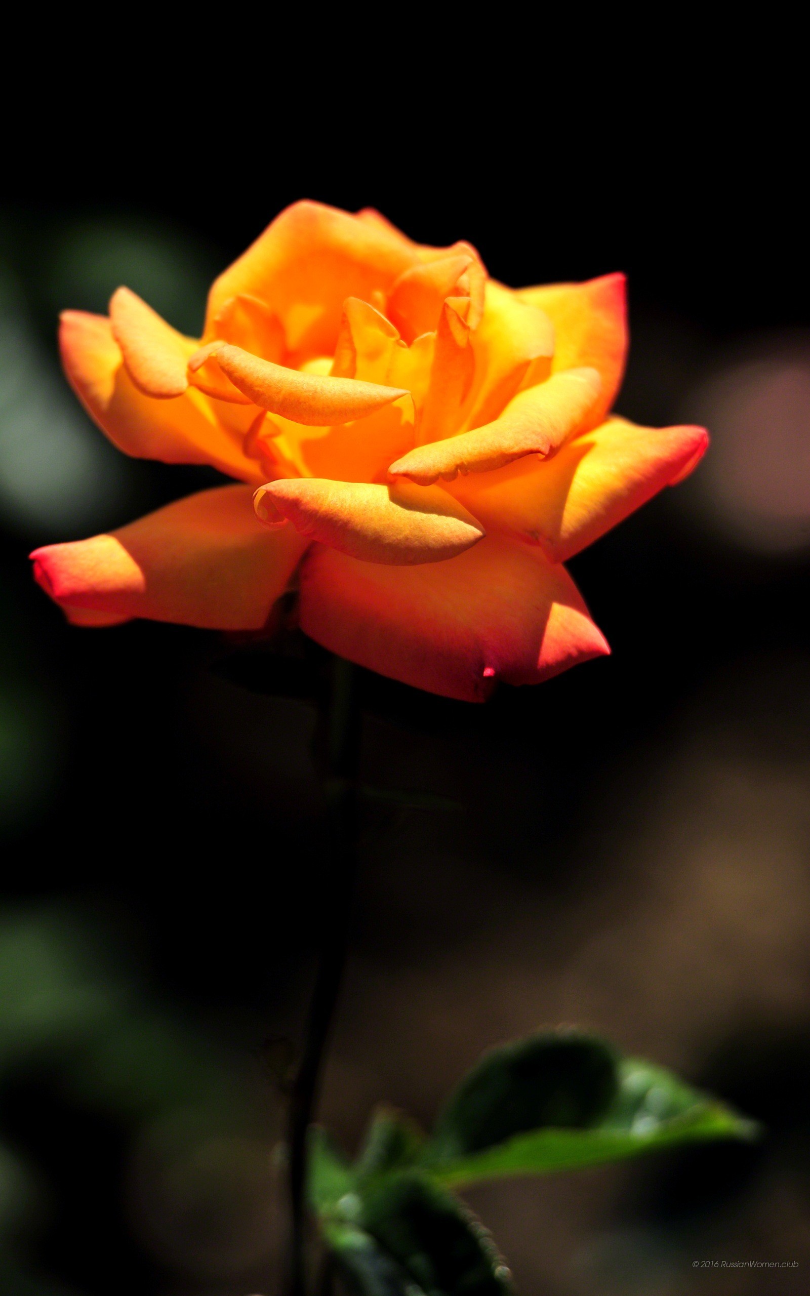 Rosa arancione, Fiore, Sfondo scuro, schermata di blocco dello smartphone