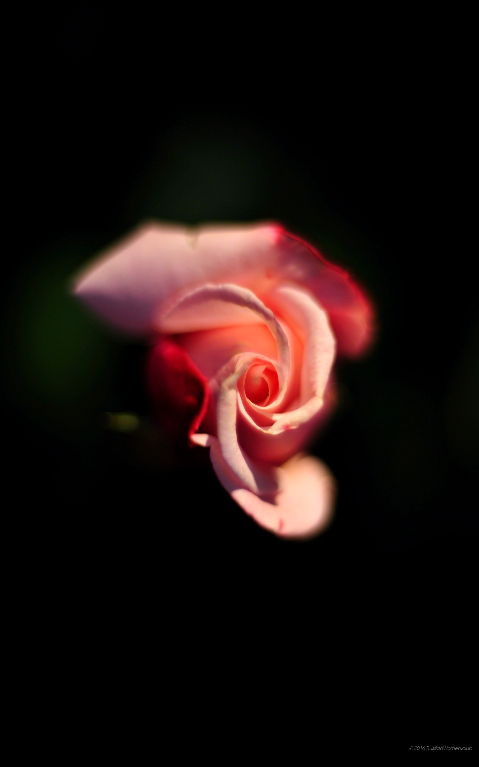 Rosa, Fiore, Sfondo nero, QHD+, schermata di blocco Android