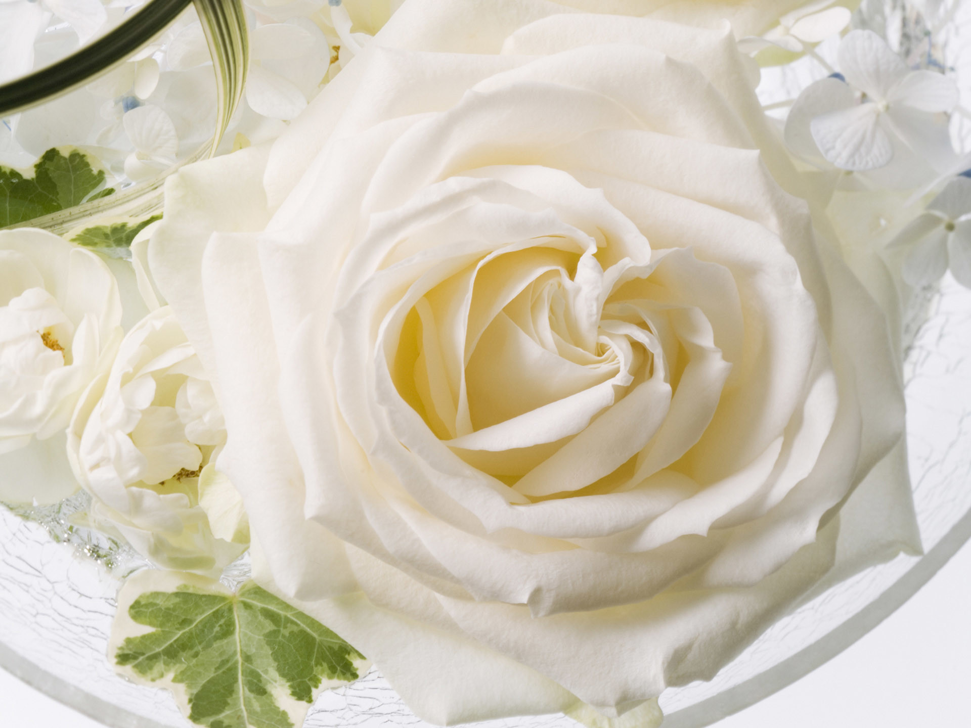 Rosa bianca, Bouquet da sposa, Primo piano, Full HD, sfondo per iPad e tablet