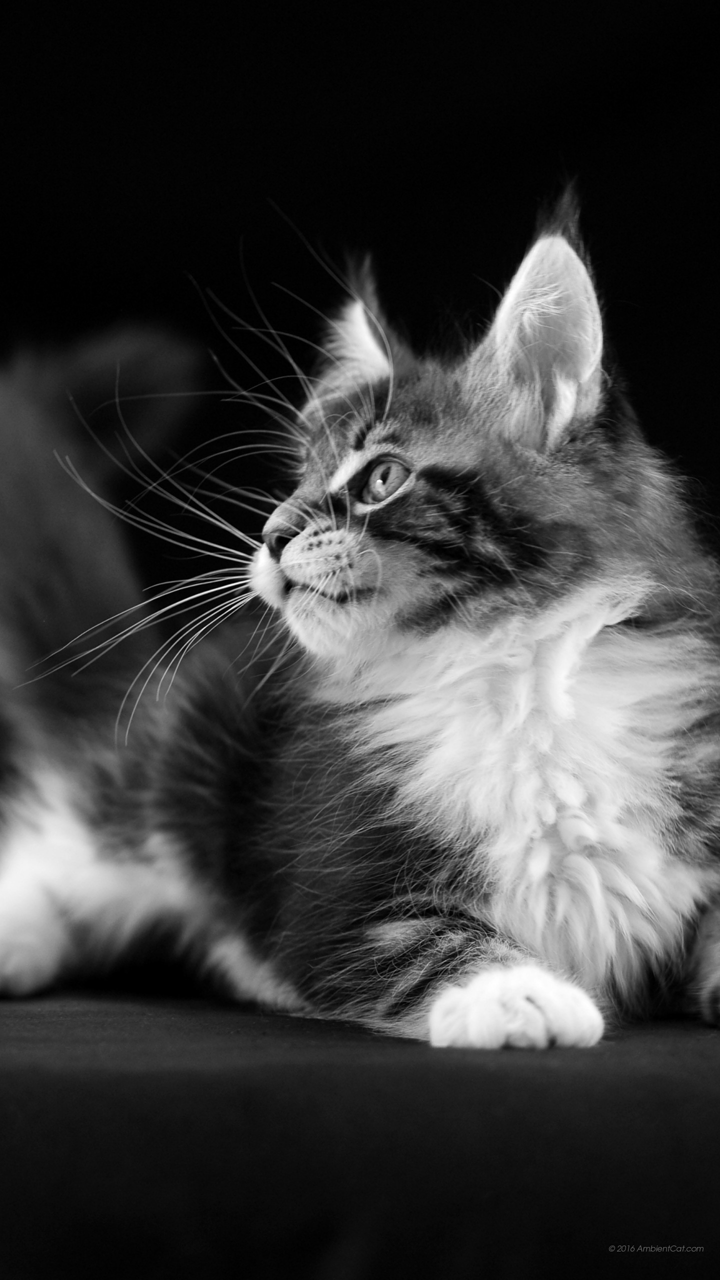 Gattino, Bianco e nero, Gatto, sfondo per iPhone e Android