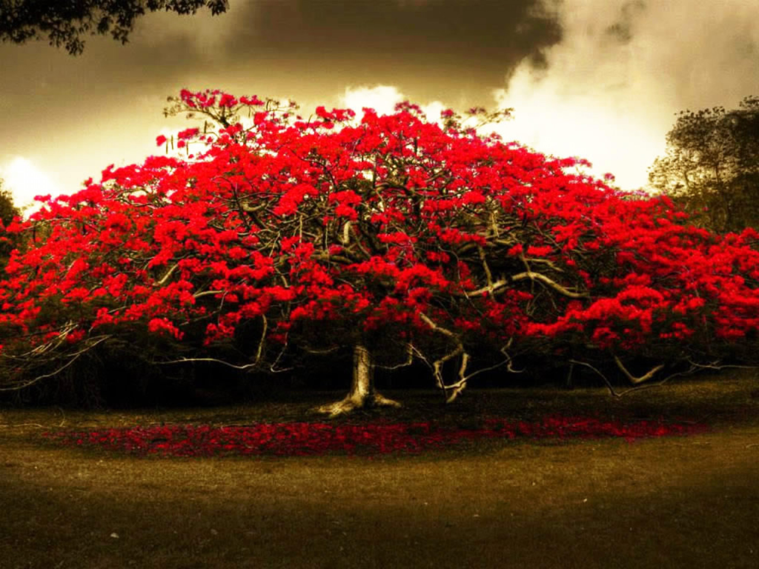 Flamboyant, Albero in fiore, Fiori rossi, Cielo scuro, 2K, wallpaper per tablet