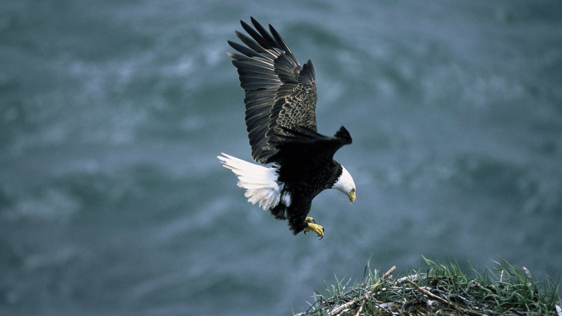 Aquila calva, Atterraggio, Ali spiegate, 16:9 Full HD, sfondo widescreen