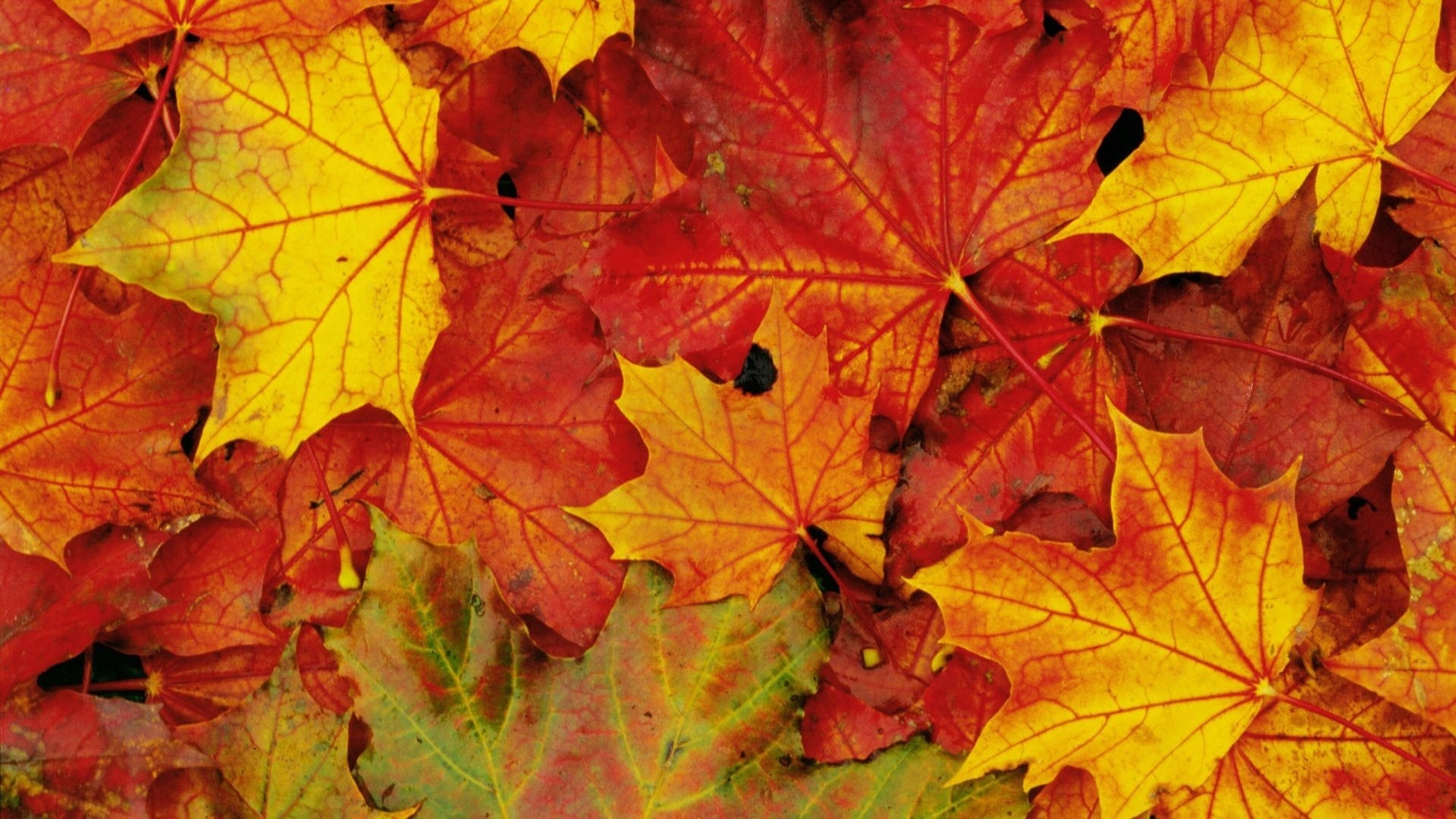 Foglie d'acero, Foglie cadute, Giallo e rosso, 1920x1080, immagine di sfondo