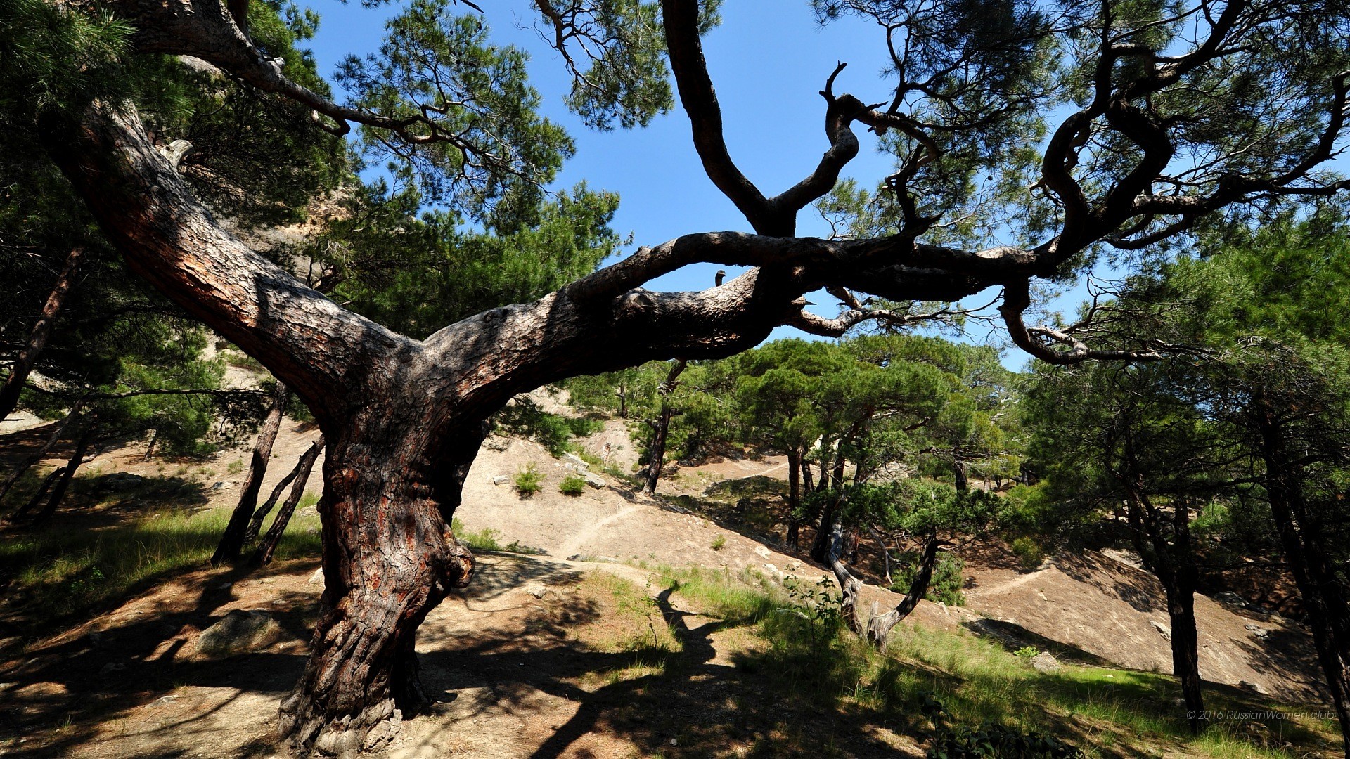 Albero antico, Pini, Natura, Full HD, sfondo desktop