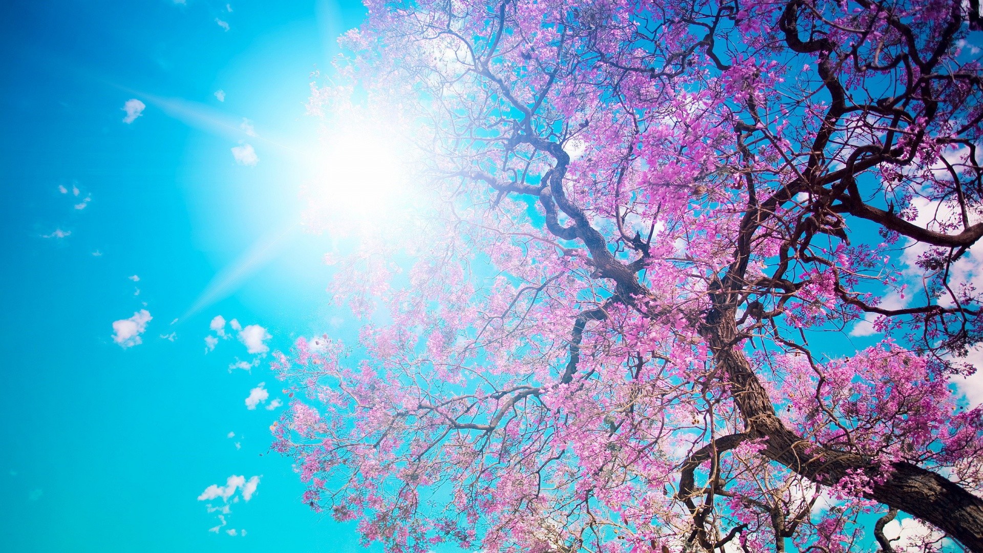 Ciliegio in fiore, Sole, Cielo azzurro, Sakura, Full HD, sfondo per PC e portatile