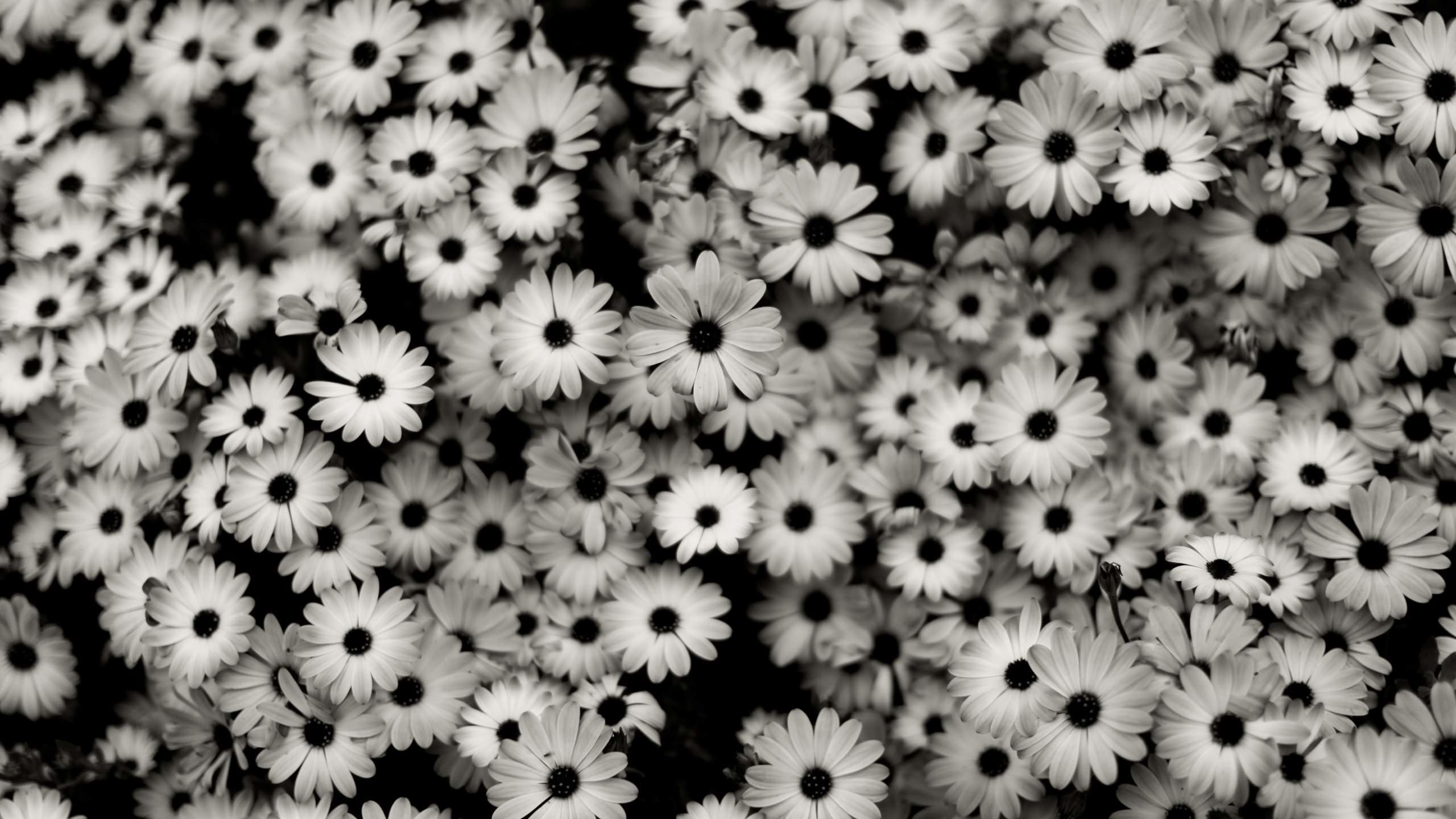 Margherite, Bianco e nero, Fiori, 2K, wallpaper desktop