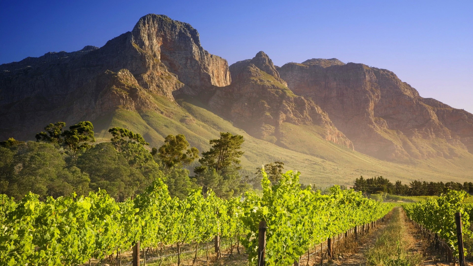 Vigneto, Stellenbosch, Sudafrica, Montagne, Collina, 1920x1080, immagine di sfondo