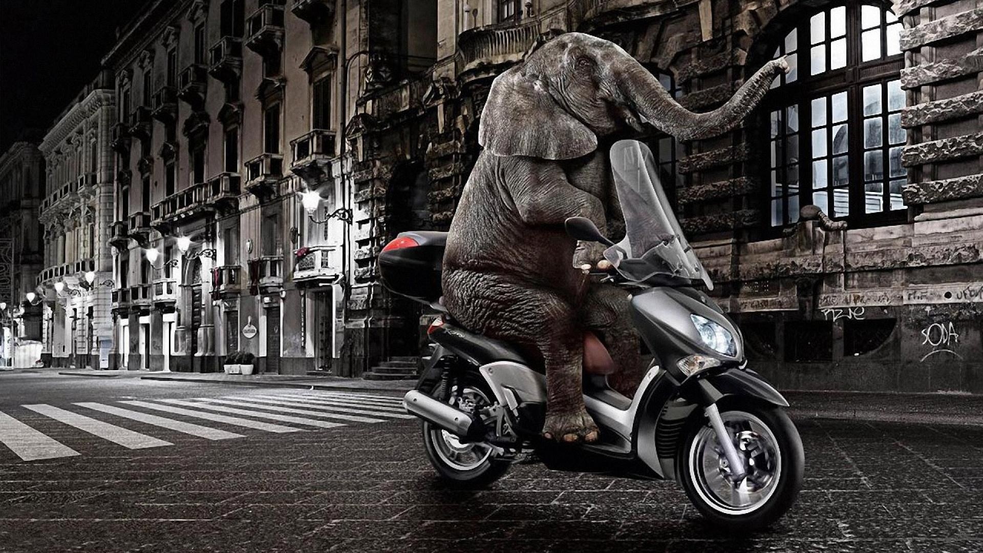 Elefante, Scooter, Città, Notte, Surreale, sfondo desktop PC