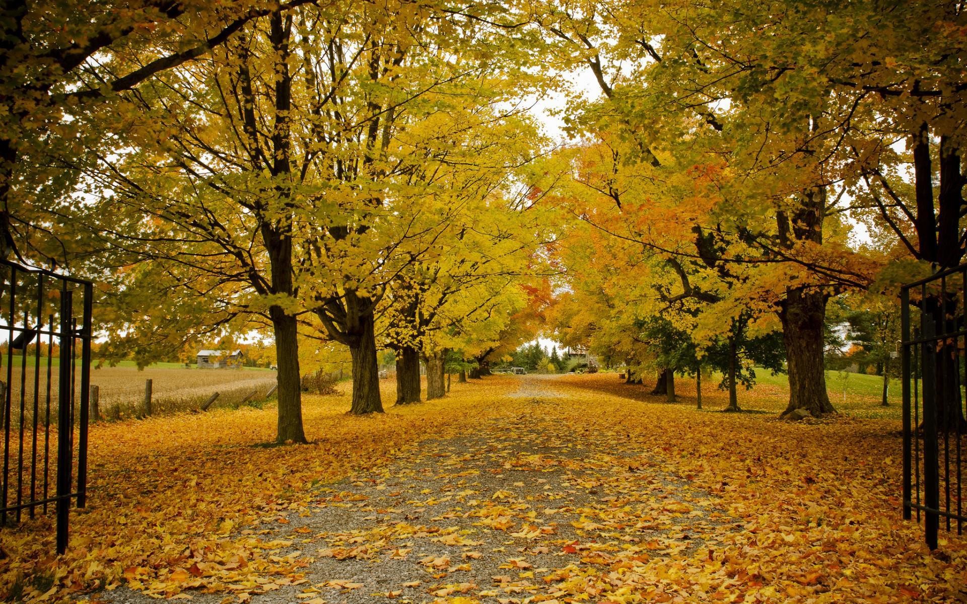 Viale alberato, Foglie gialle, Cancello, 1920x1200, immagine di sfondo