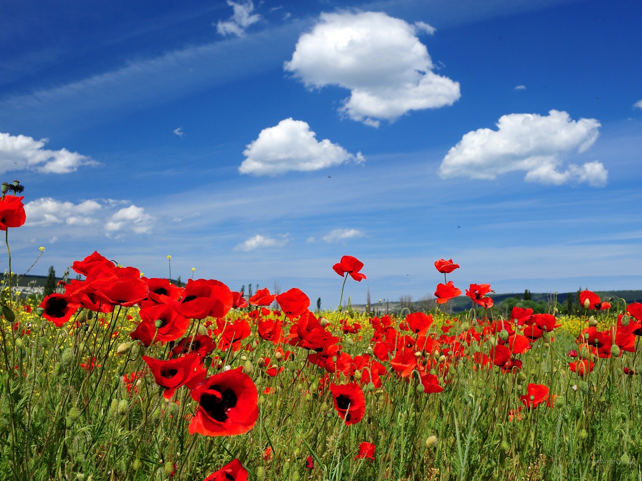 Papaveri, Campo, Cielo azzurro, Nuvole, sfondo per il tuo desktop
