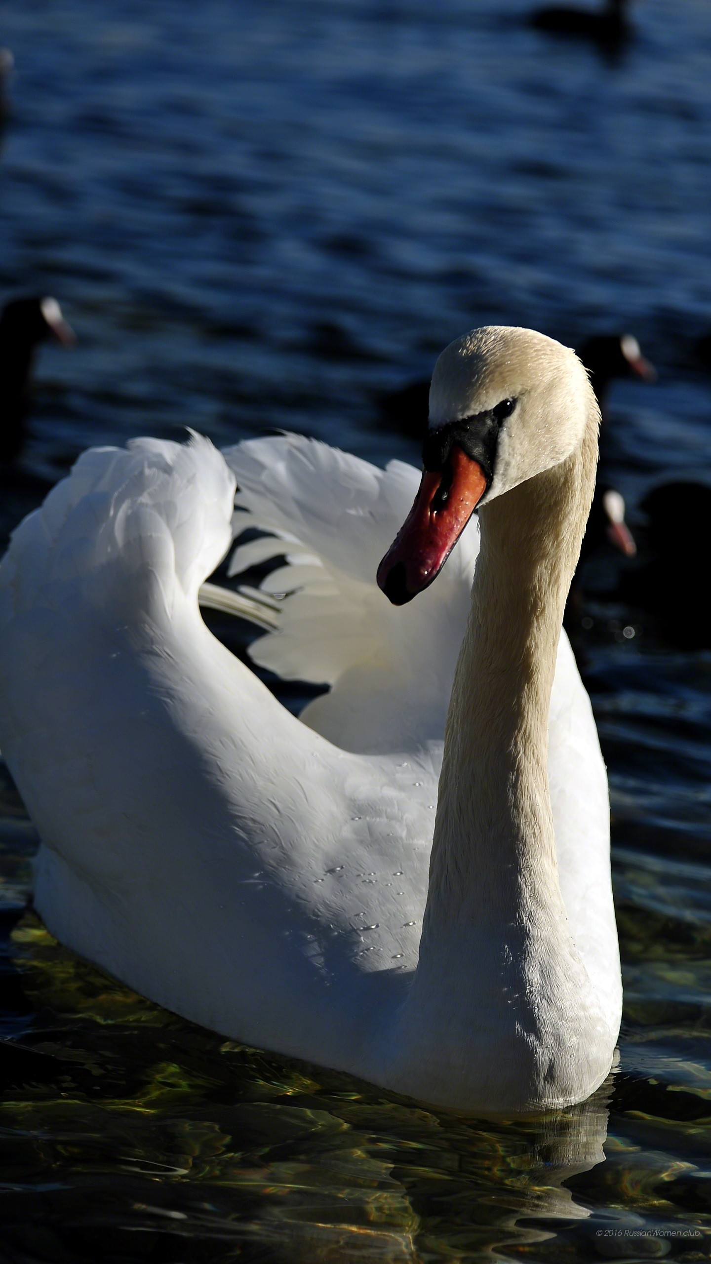 Cigno, Lago, Piume bianche, wallpaper LG G5