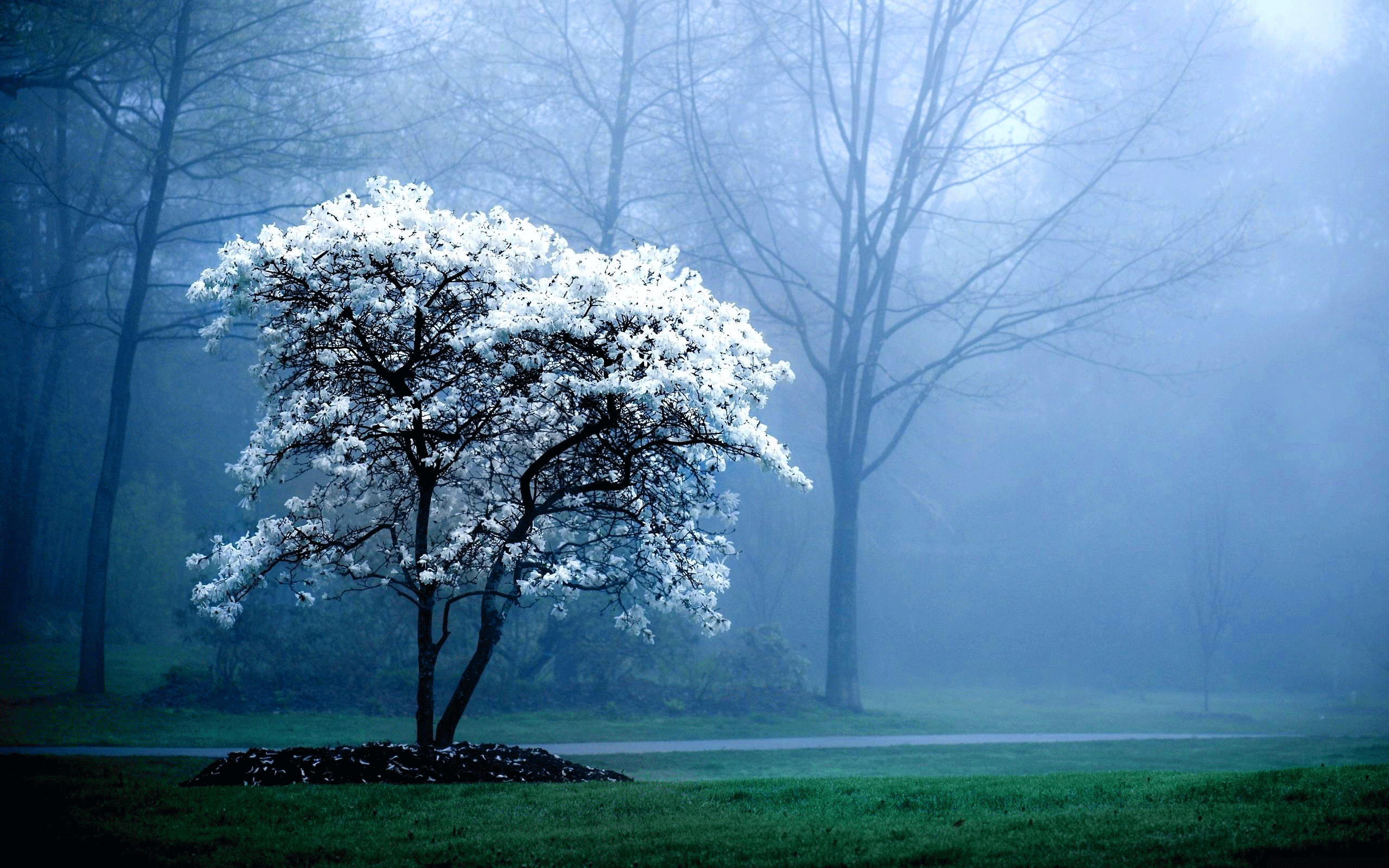 Albero in fiore, Nebbia, Parco, Blu, 2K, sfondo per desktop