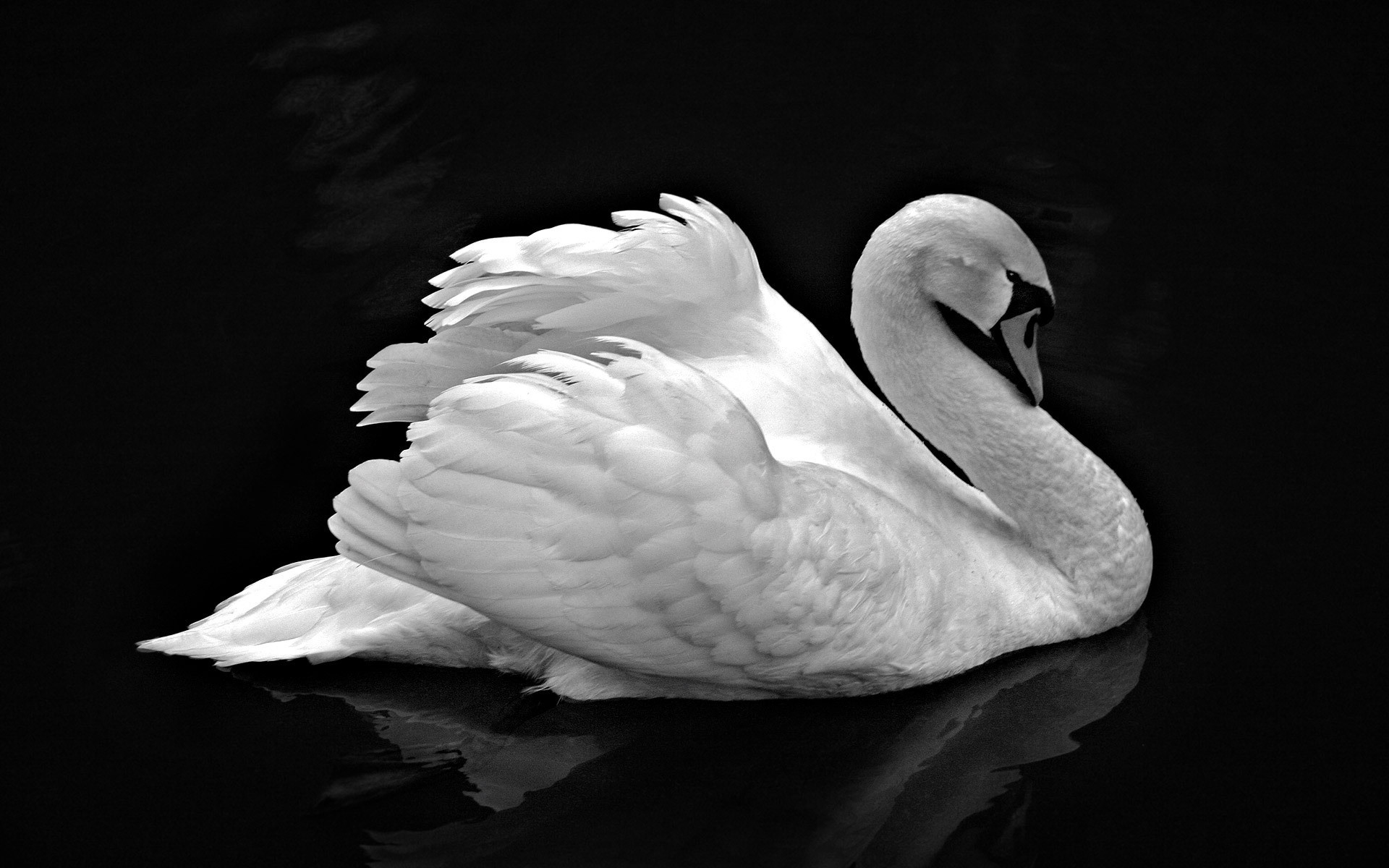 Cigno reale, Bianco, Sfondo nero, 1920x1200, wallpaper desktop