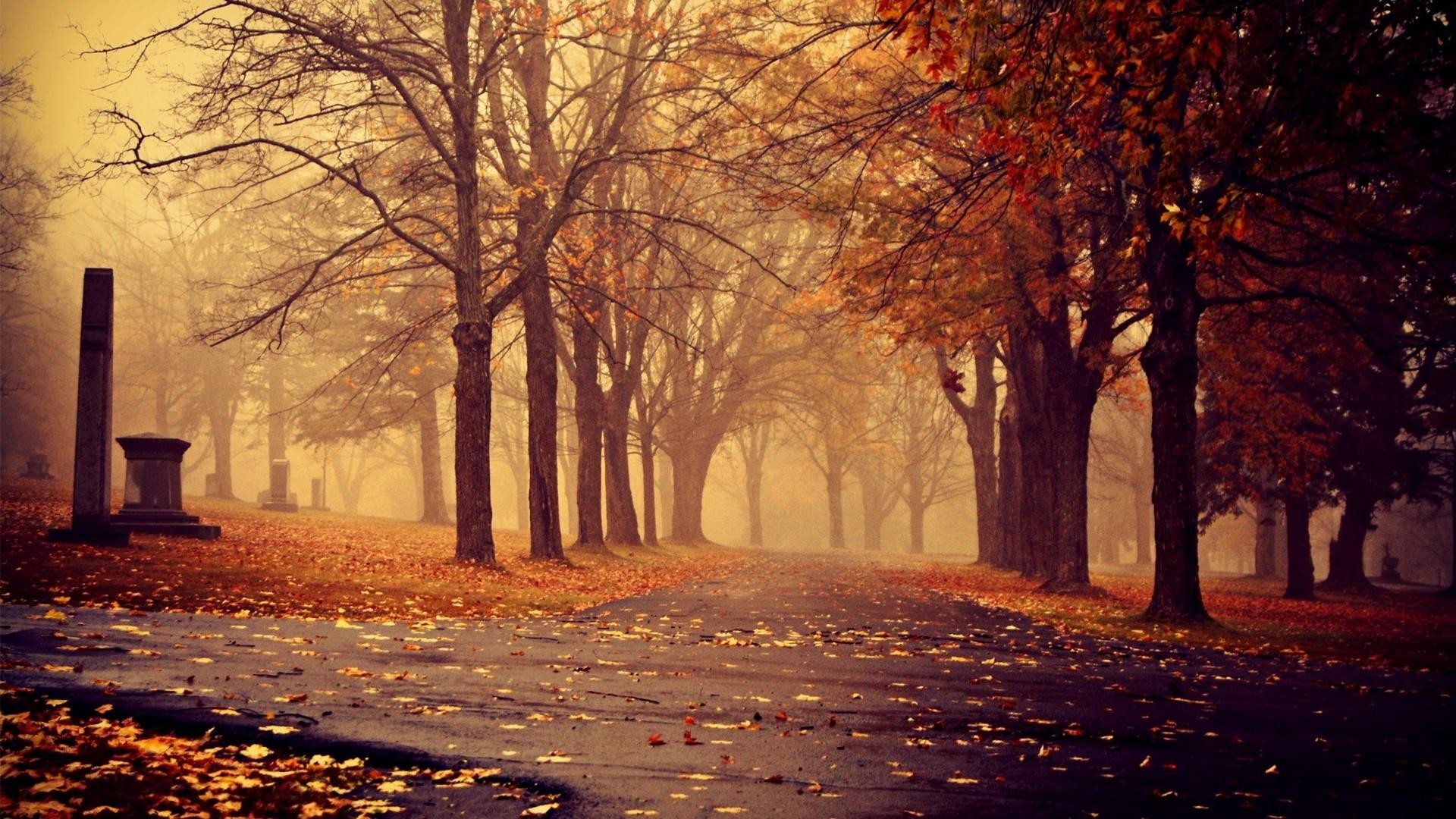 Viale alberato, Autunno, Foglie cadute, Nebbia, Parco, Full HD, sfondo Windows 11