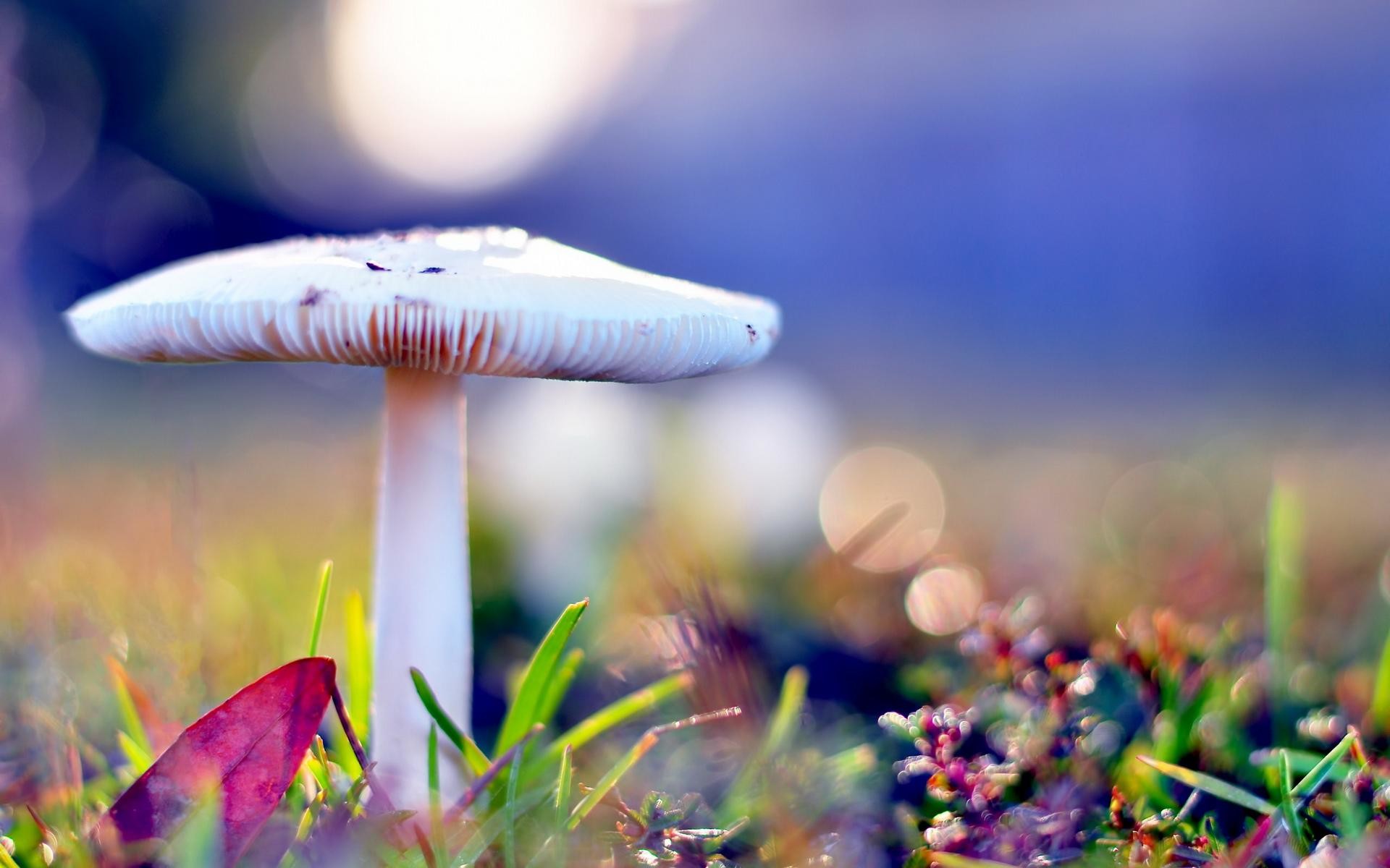 Fungo, Macro, Bokeh, Prato, Full HD, sfondo per il tuo desktop