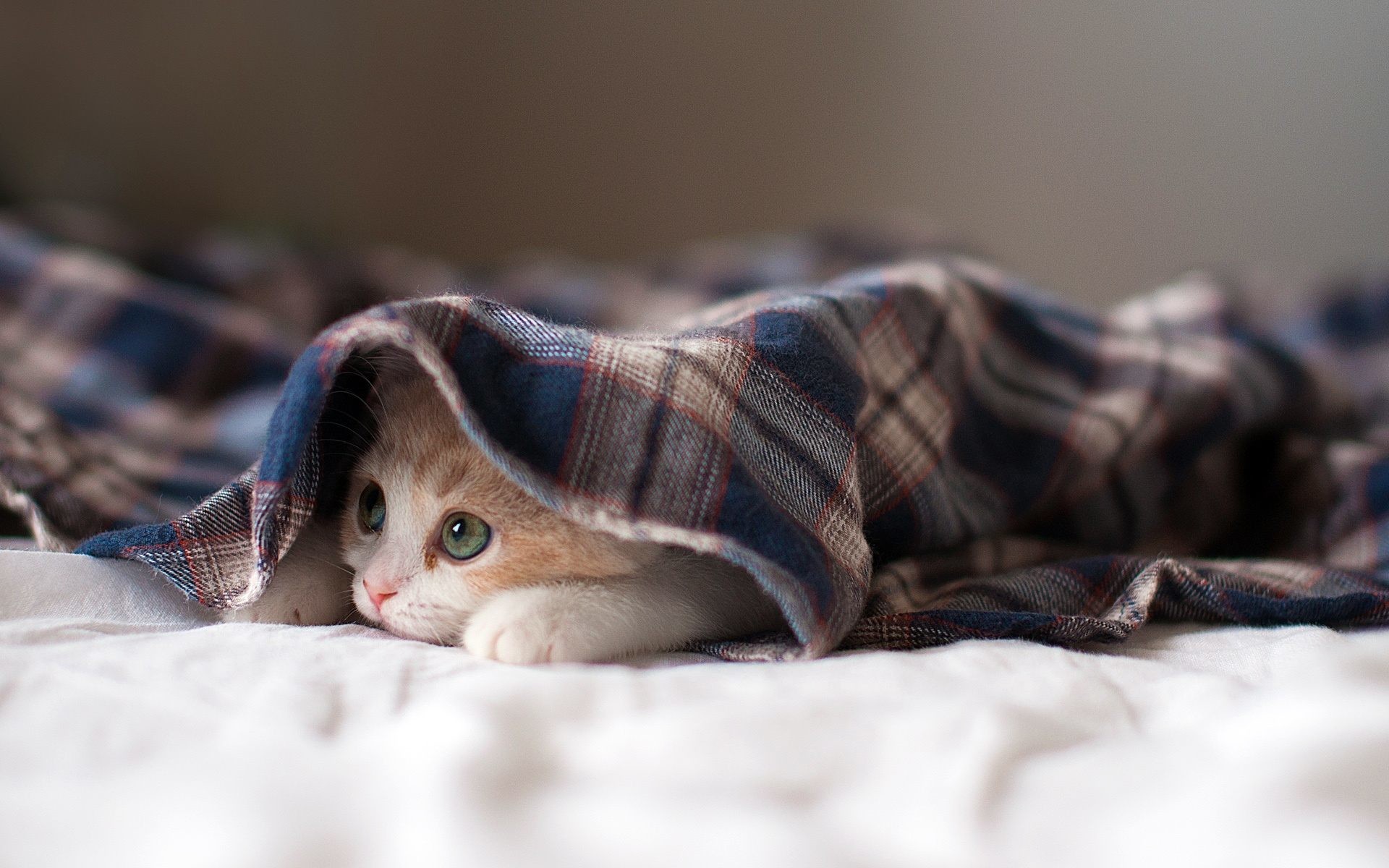 Gattino, Coperta a quadri, Nascosto, Letto, 1920x1200, sfondo per PC