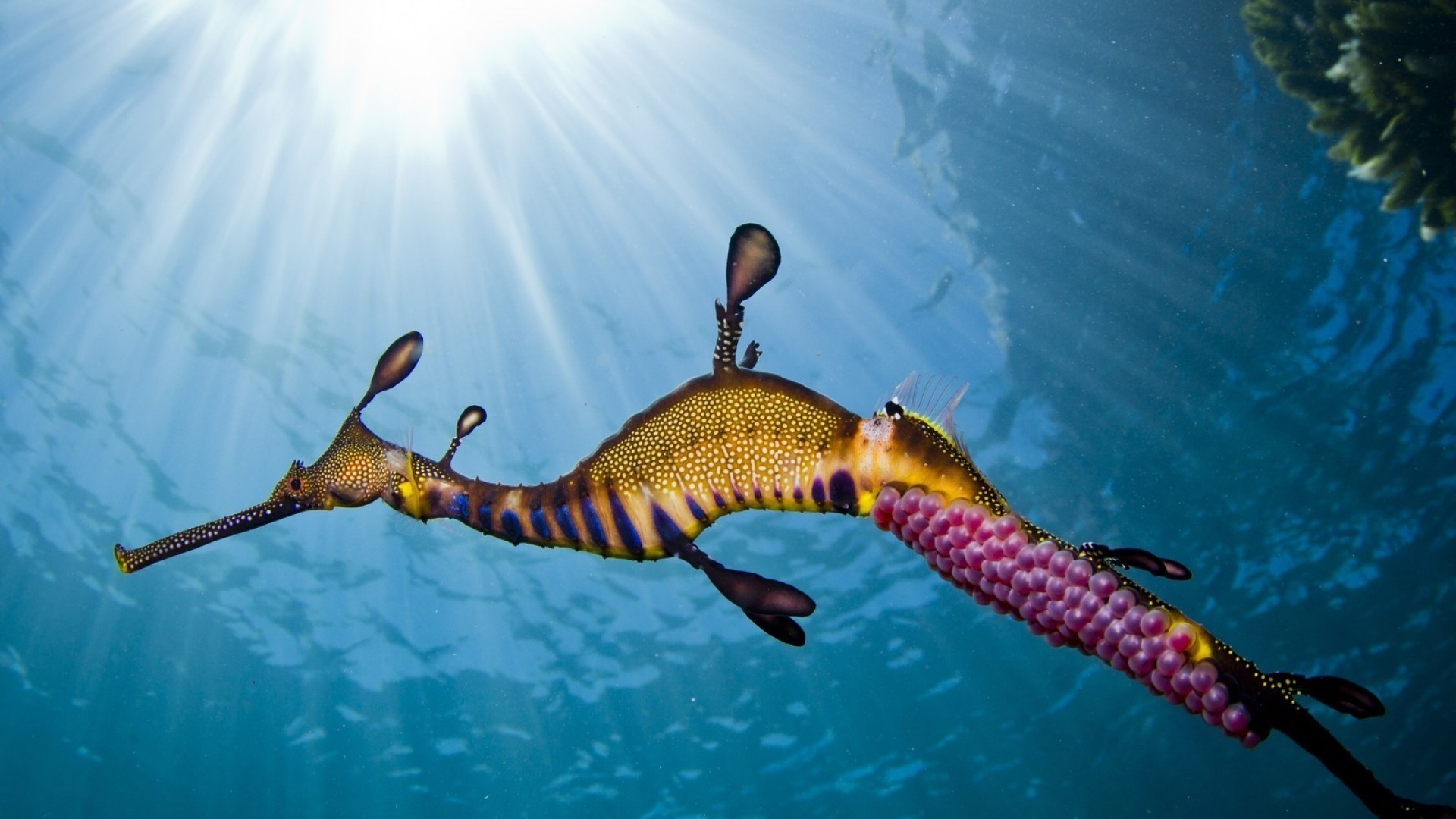 Drago marino comune, Raggi di sole, Sott'acqua, Blu, 16:9 Full HD, sfondo widescreen