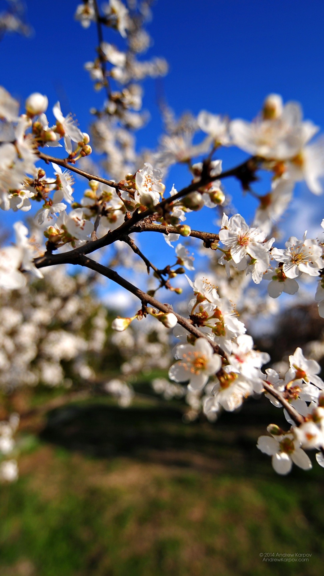 Fiori di ciliegio, Ramo fiorito, Primavera, Cielo azzurro, sfondo Asus Zenfone