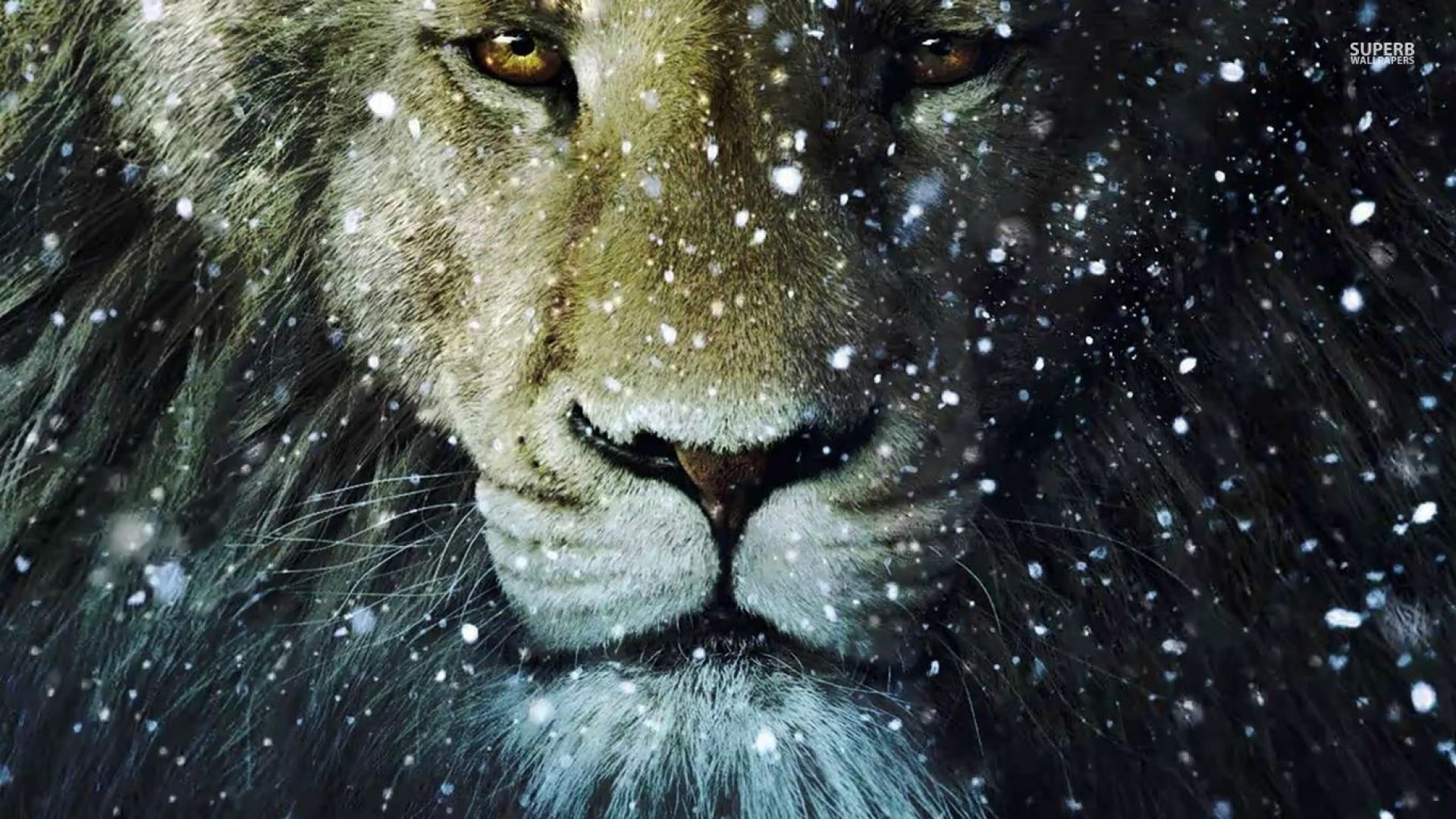 Aslan, Le cronache di Narnia, Leone, Nevicata, Full HD, sfondo per PC e portatile