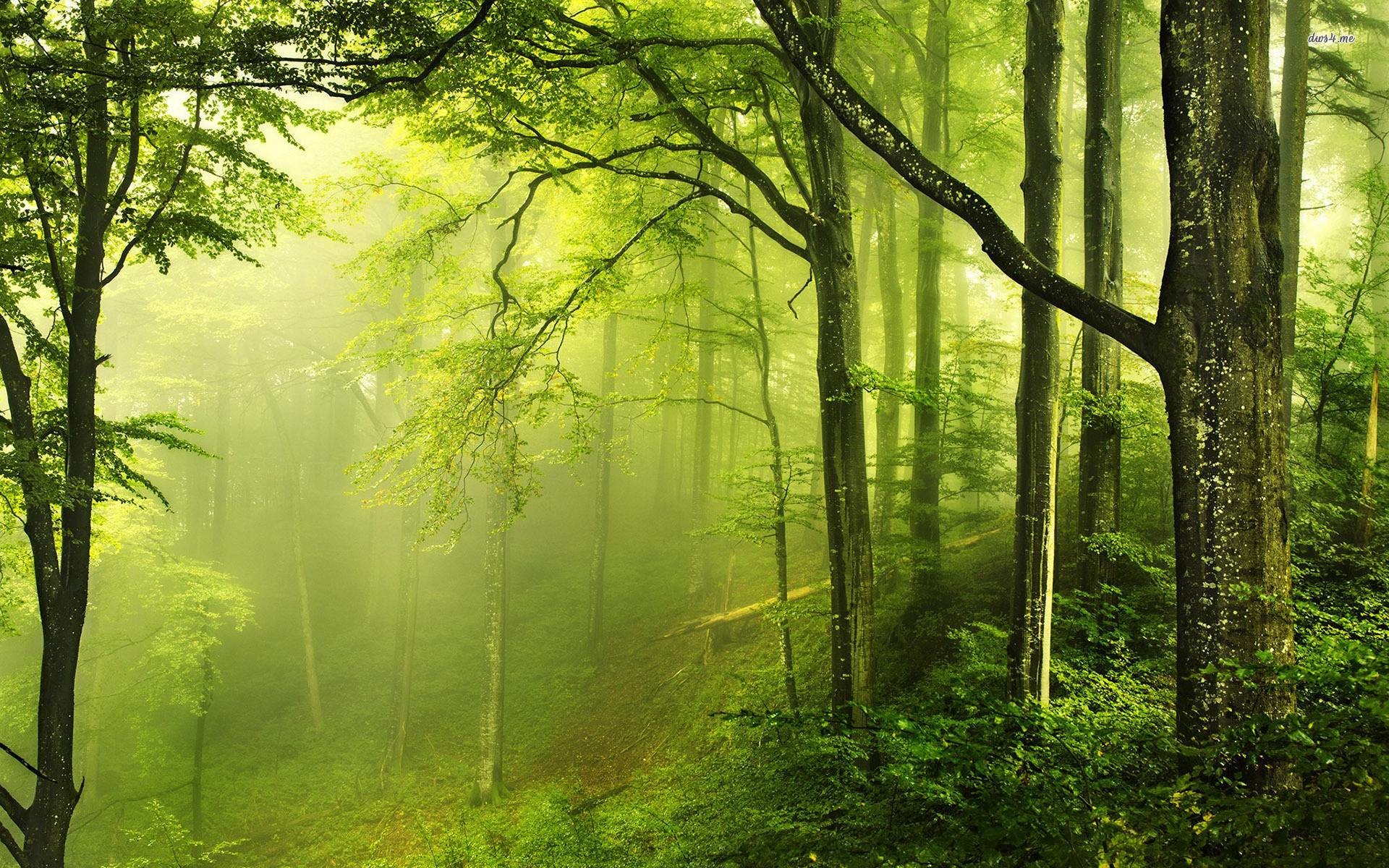 Bosco verde, Nebbia, Luce soffusa, Alberi, 16:10 Full HD, wallpaper widescreen