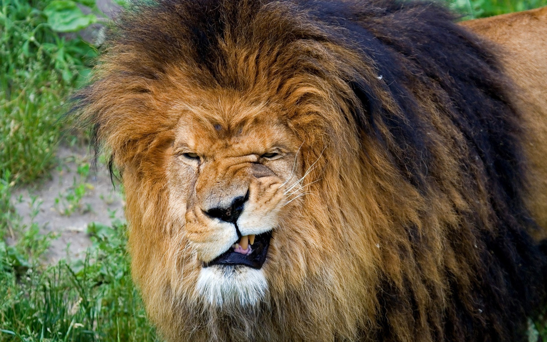 Leone, Smorfia, Criniera, Animali buffi, 1920x1200, sfondo MacBook Pro
