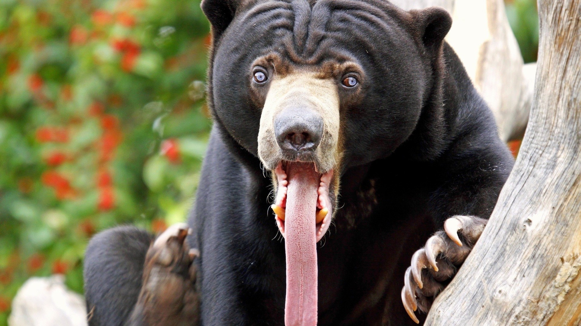 Orso malese, Lingua, Buffo, Primo piano, 1920x1080, immagine di sfondo
