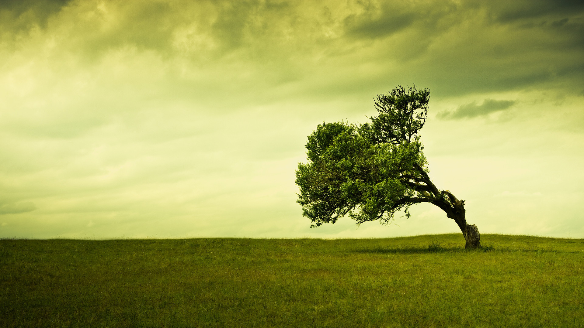 Albero solitario, Prato, Cielo nuvoloso, Full HD 1080p, sfondo desktop