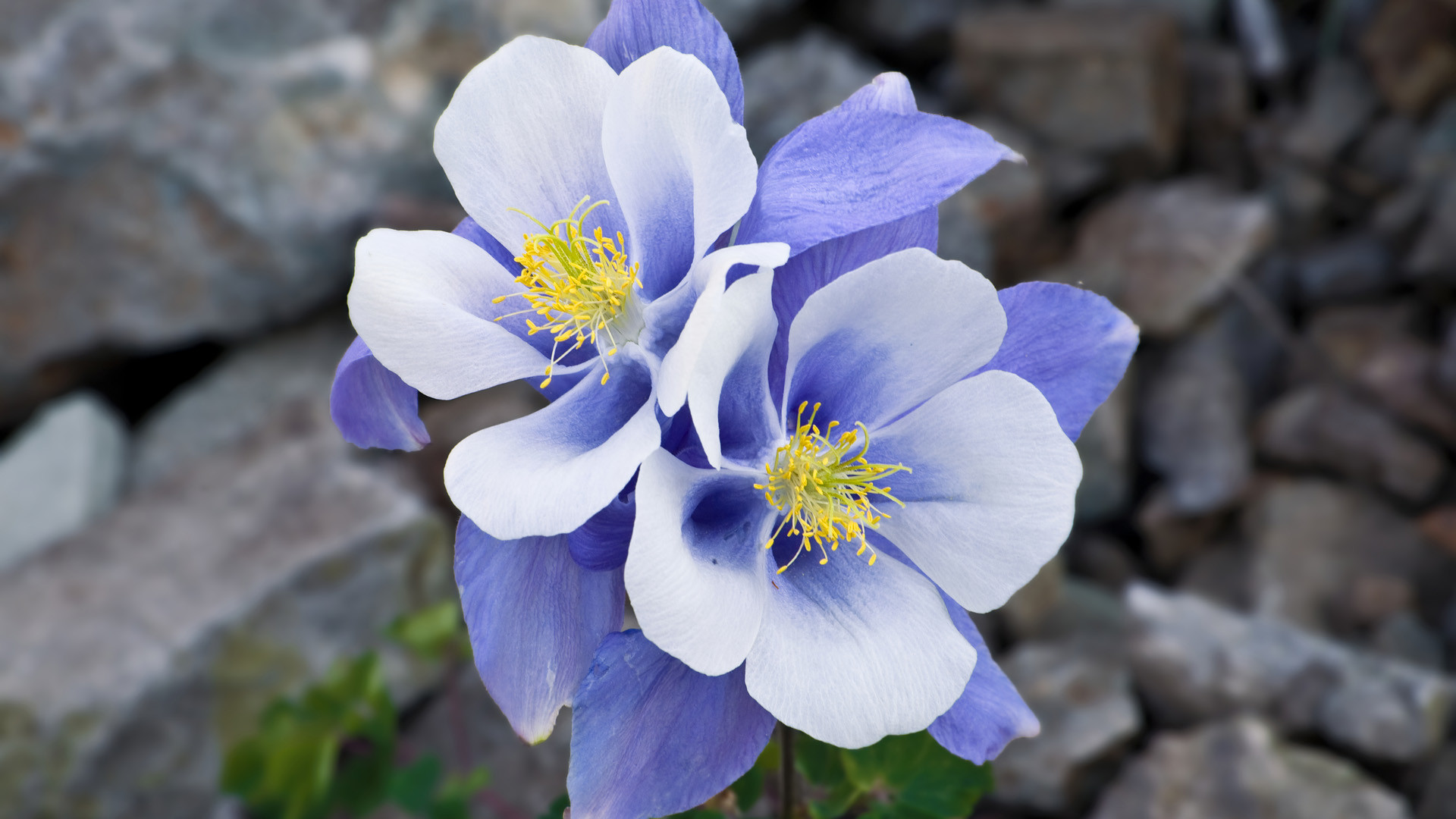 Aquilegia del Colorado, Fiori blu, Rocce, sfondo per il tuo desktop