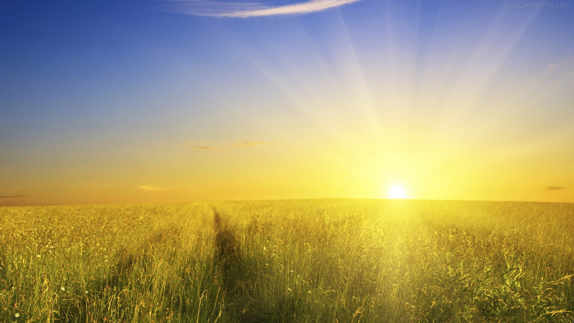 Sole, Campo di grano, Cielo blu, Raggi di sole, Full HD 1080p, sfondo desktop