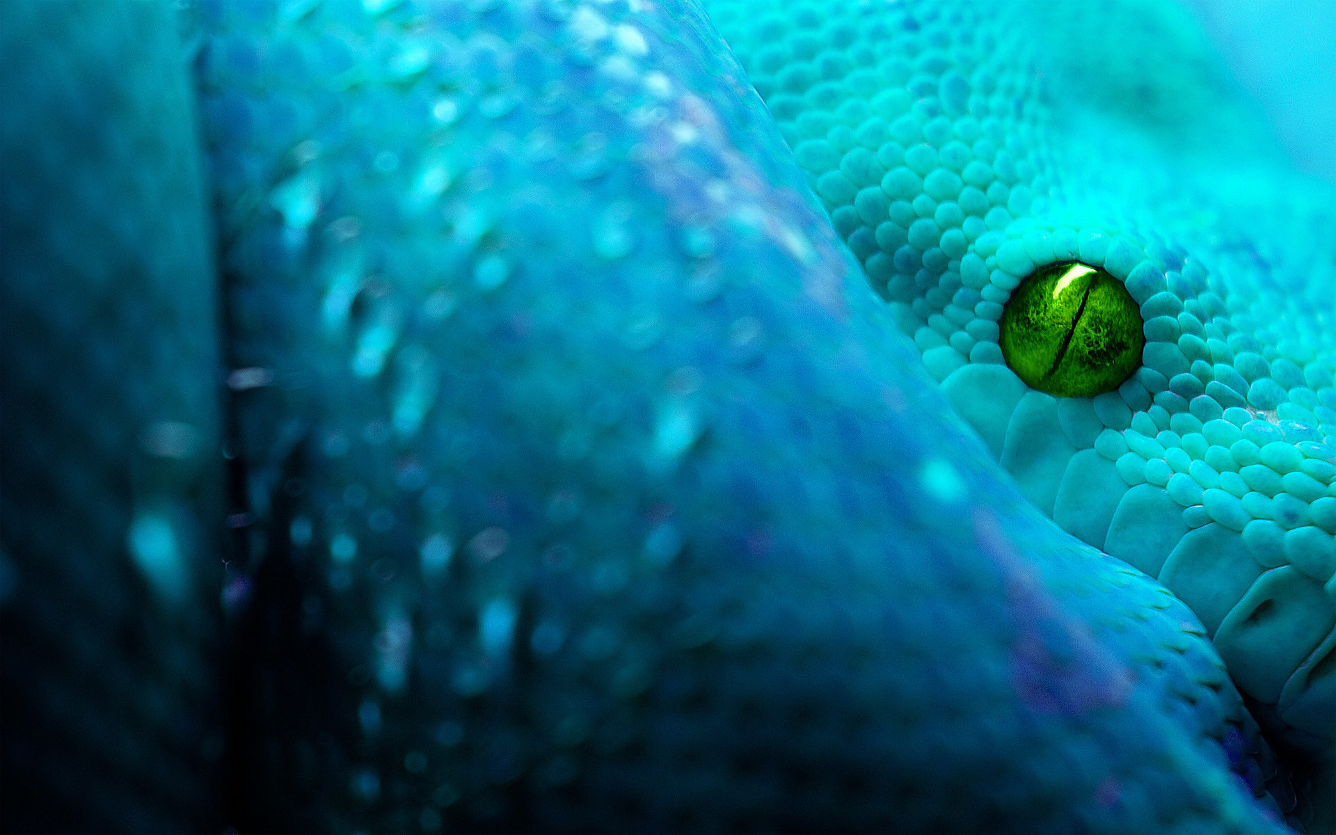 Pitone verde arboricolo, Occhio, Turchese, Squame, 16:10 Full HD, wallpaper widescreen