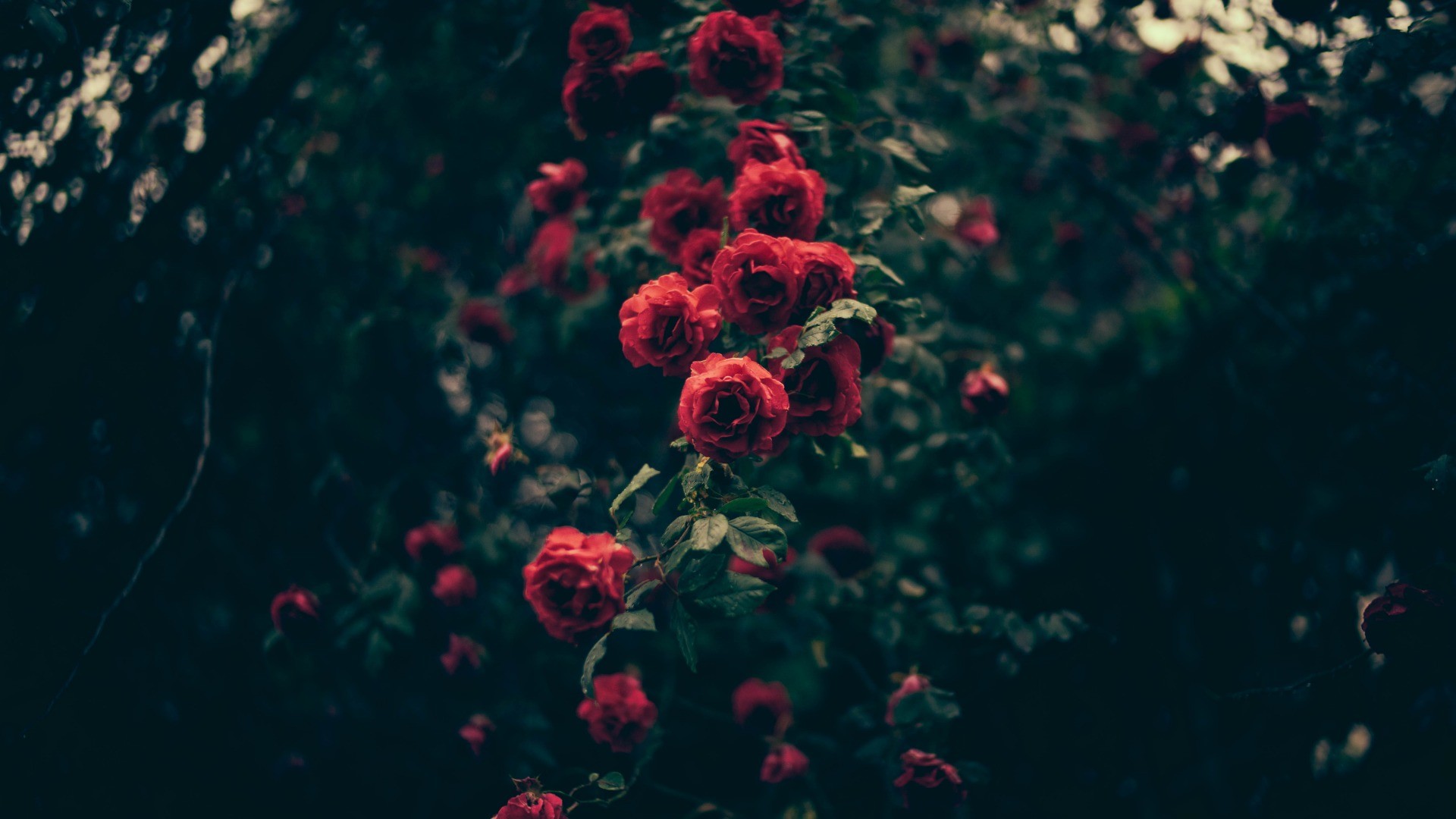 Rose rosse, Cespuglio, Toni scuri, Effetto vintage, Full HD, sfondo per PC e portatile