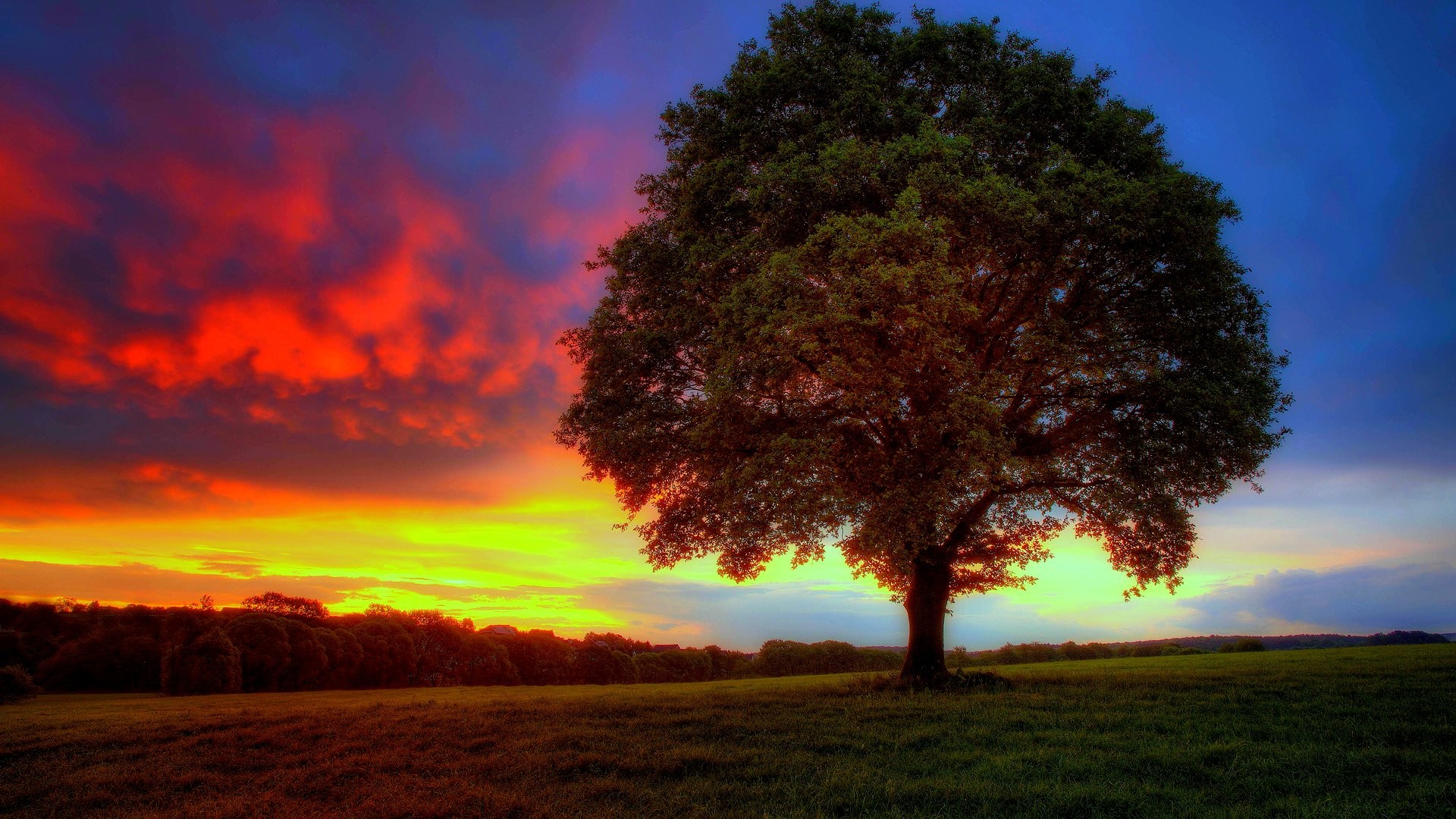 Quercia, Tramonto, Cielo rosso, Prato, Full HD, wallpaper desktop