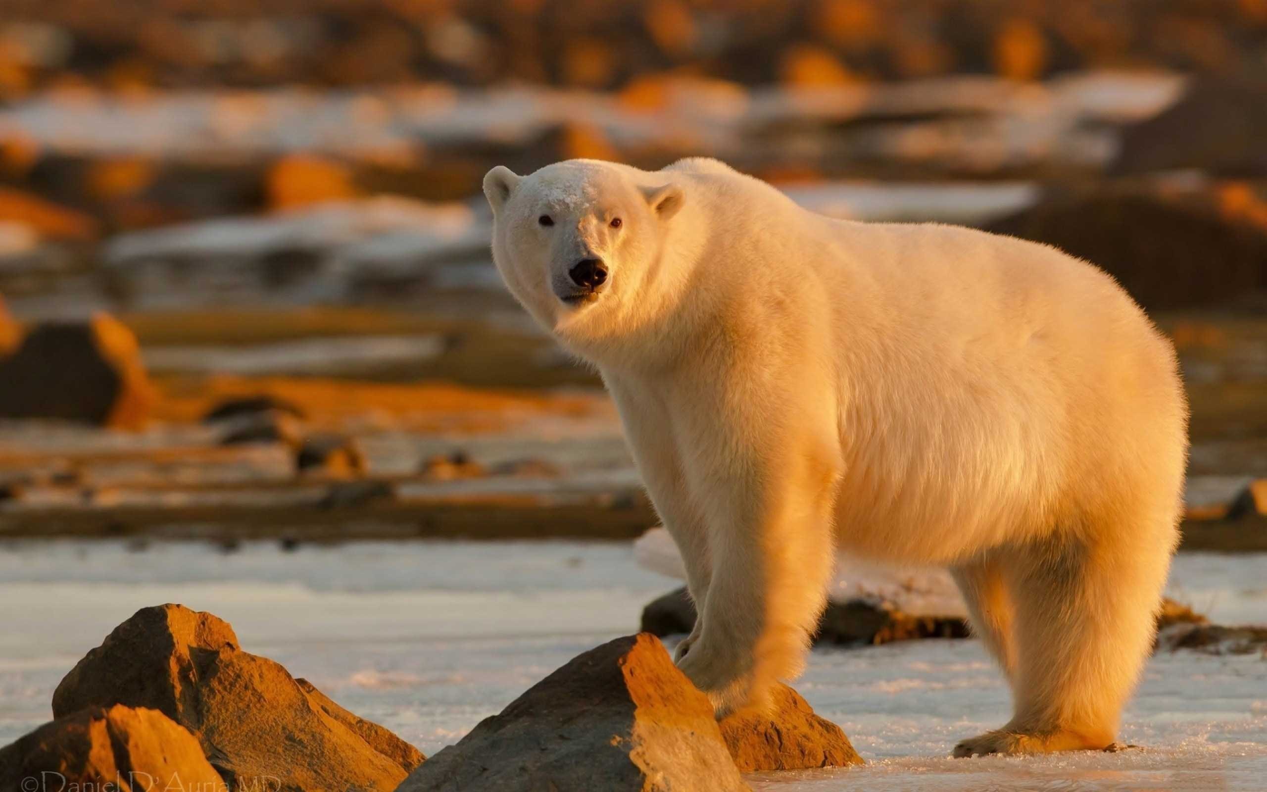 Orso polare, Luce dorata, Rocce, Tramonto, 2560x1600, immagine di sfondo