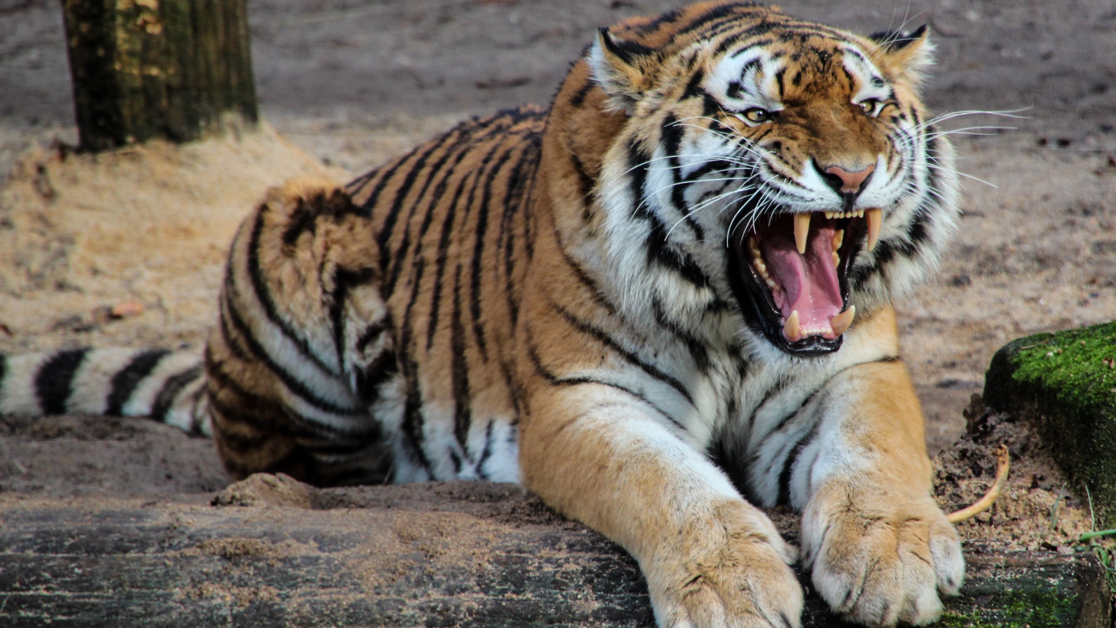 Tigre, Ruggito, Animale selvatico, Felino, 4K, sfondo per PC
