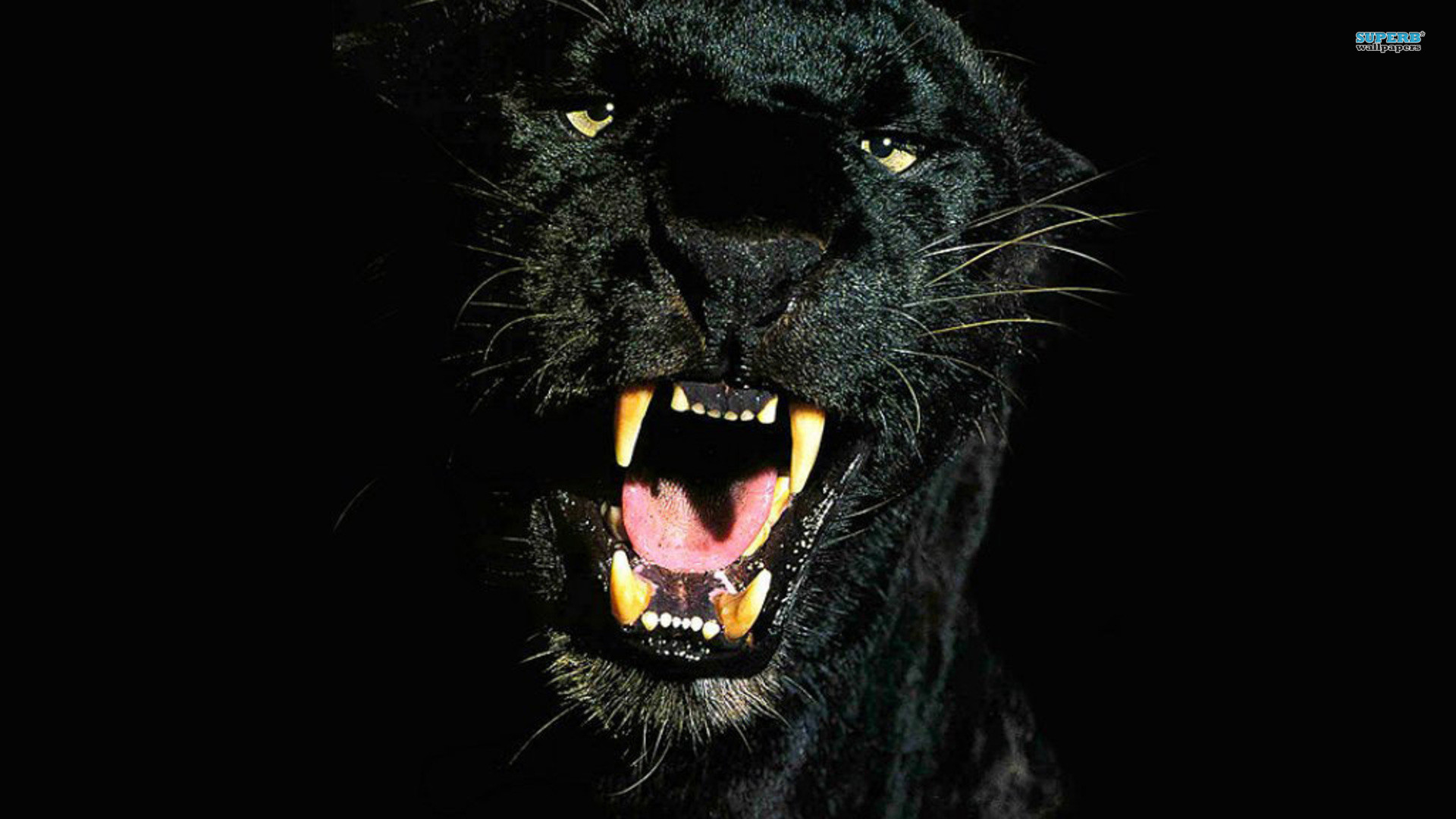 Pantera nera, Ruggito, Zanne, Sfondo nero, wallpaper per desktop