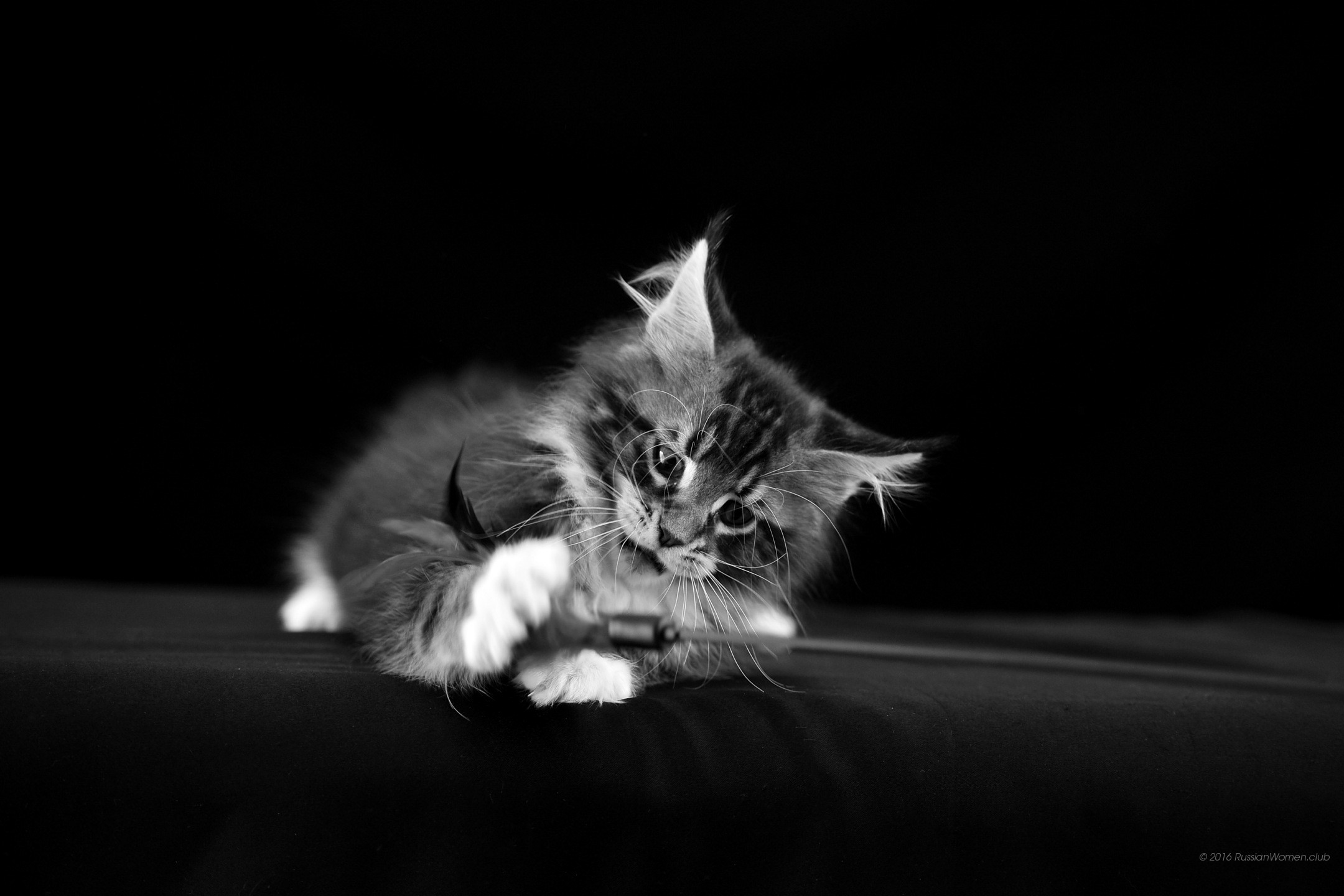 Gattino, Maine Coon, Gioco, Bianco e nero, Full HD, sfondo Windows 11