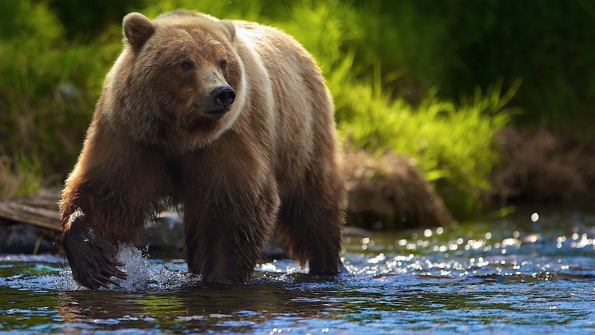 Grizzly, Fiume, Acqua, Vegetazione, Full HD, sfondo Windows 11
