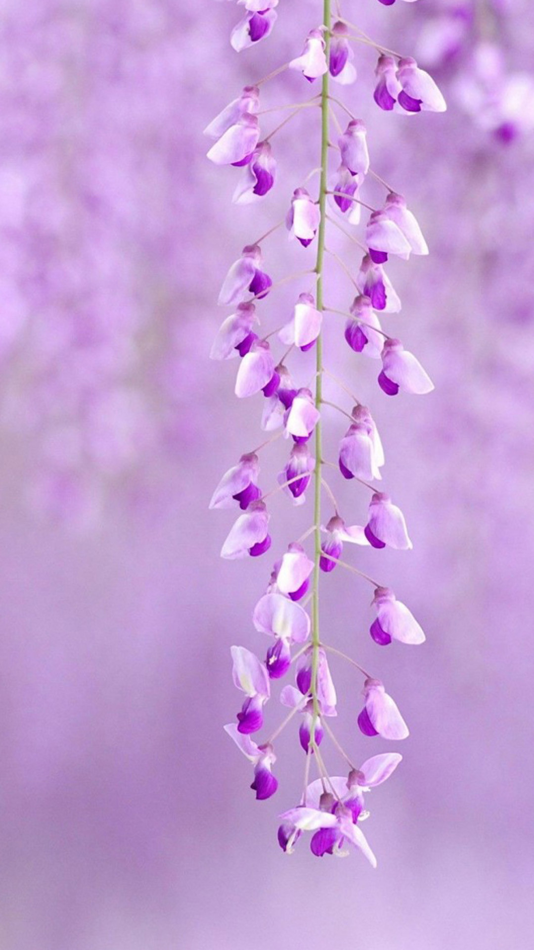 Glicine, Fiori viola, Bokeh, Full HD, schermata di blocco iPhone