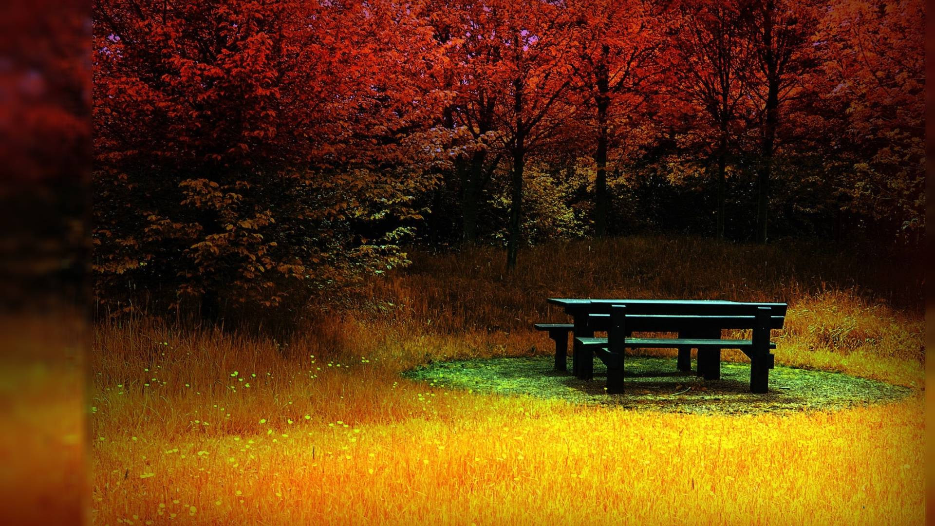 Tavolo da picnic, Autunno, Alberi rossi, Prato, sfondo PC