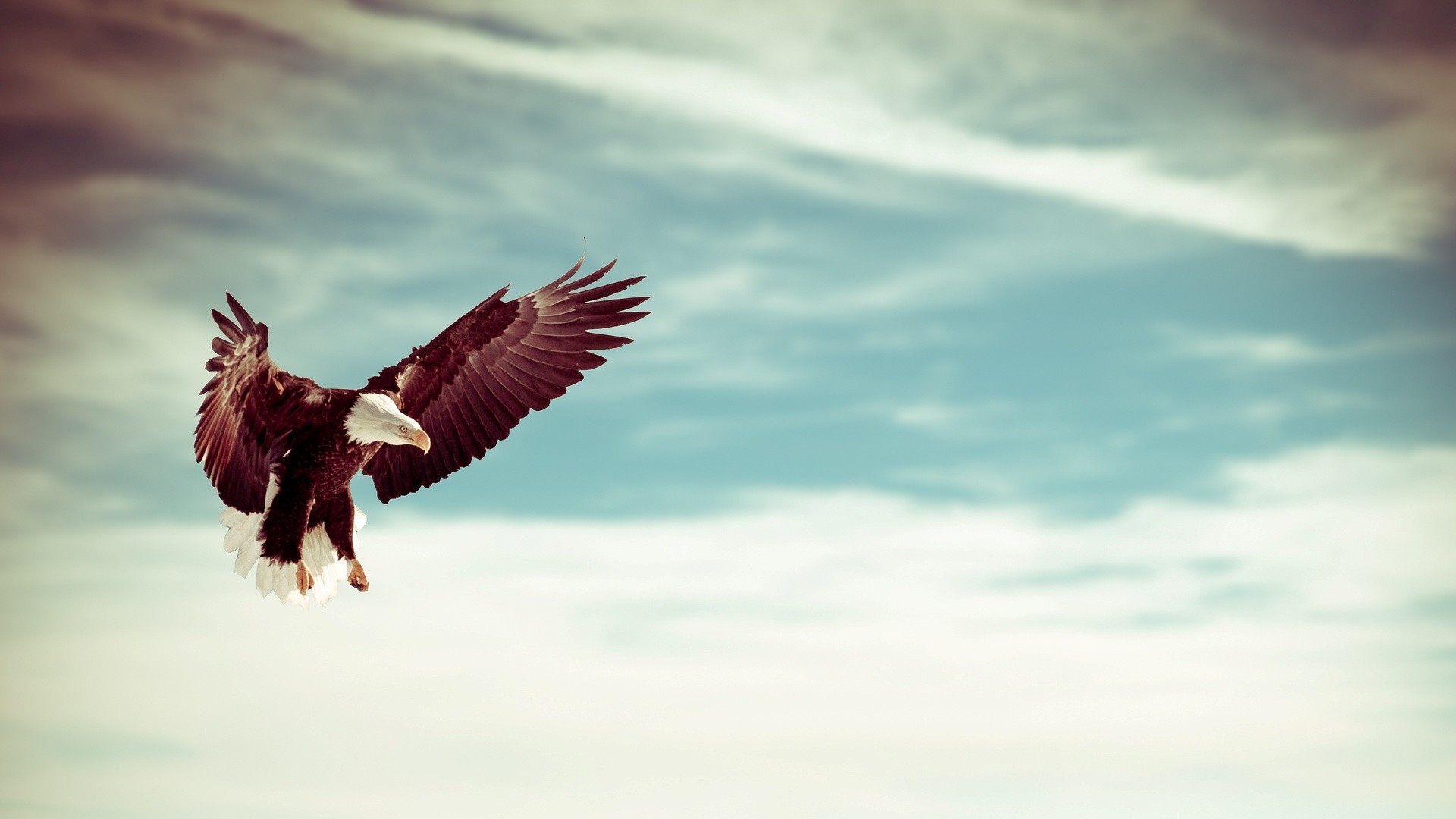 Aquila calva, In volo, Cielo, 1920x1080, immagine di sfondo