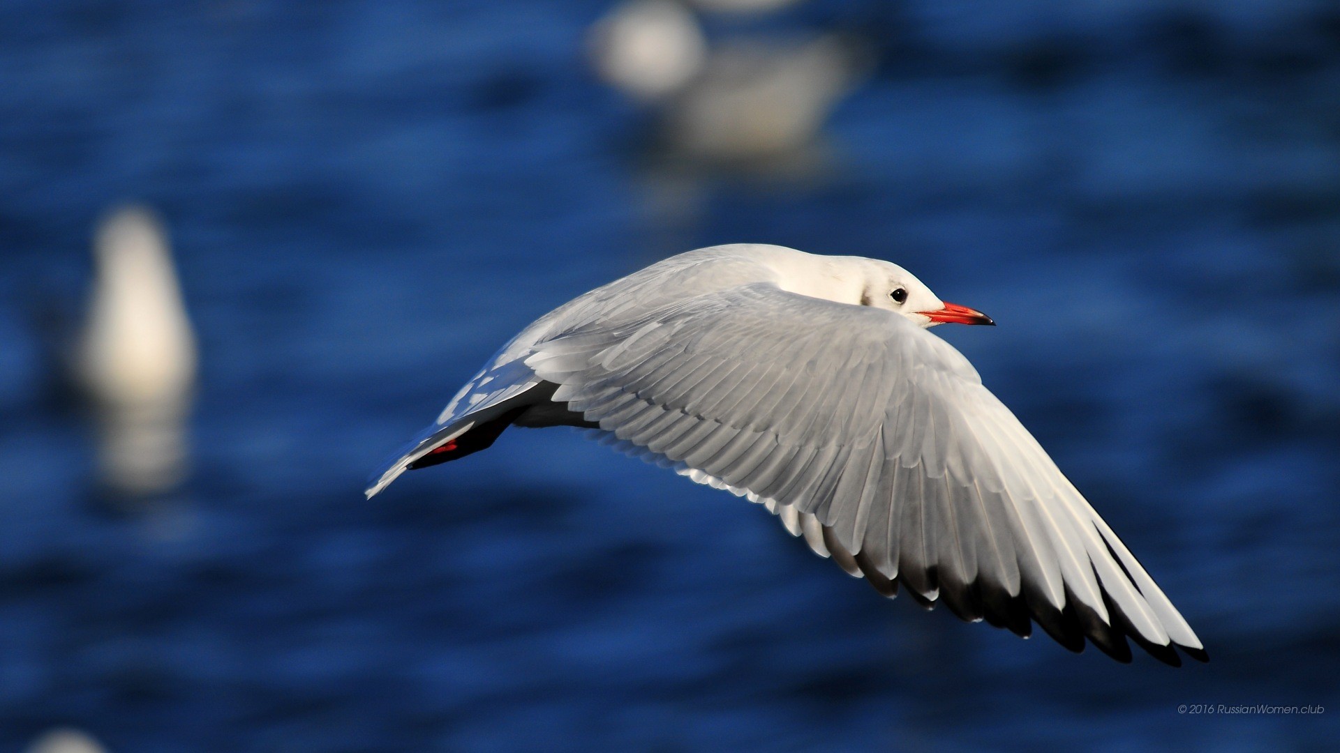 Gabbiano, Volo, Acqua blu, Full HD 1080p, sfondo desktop
