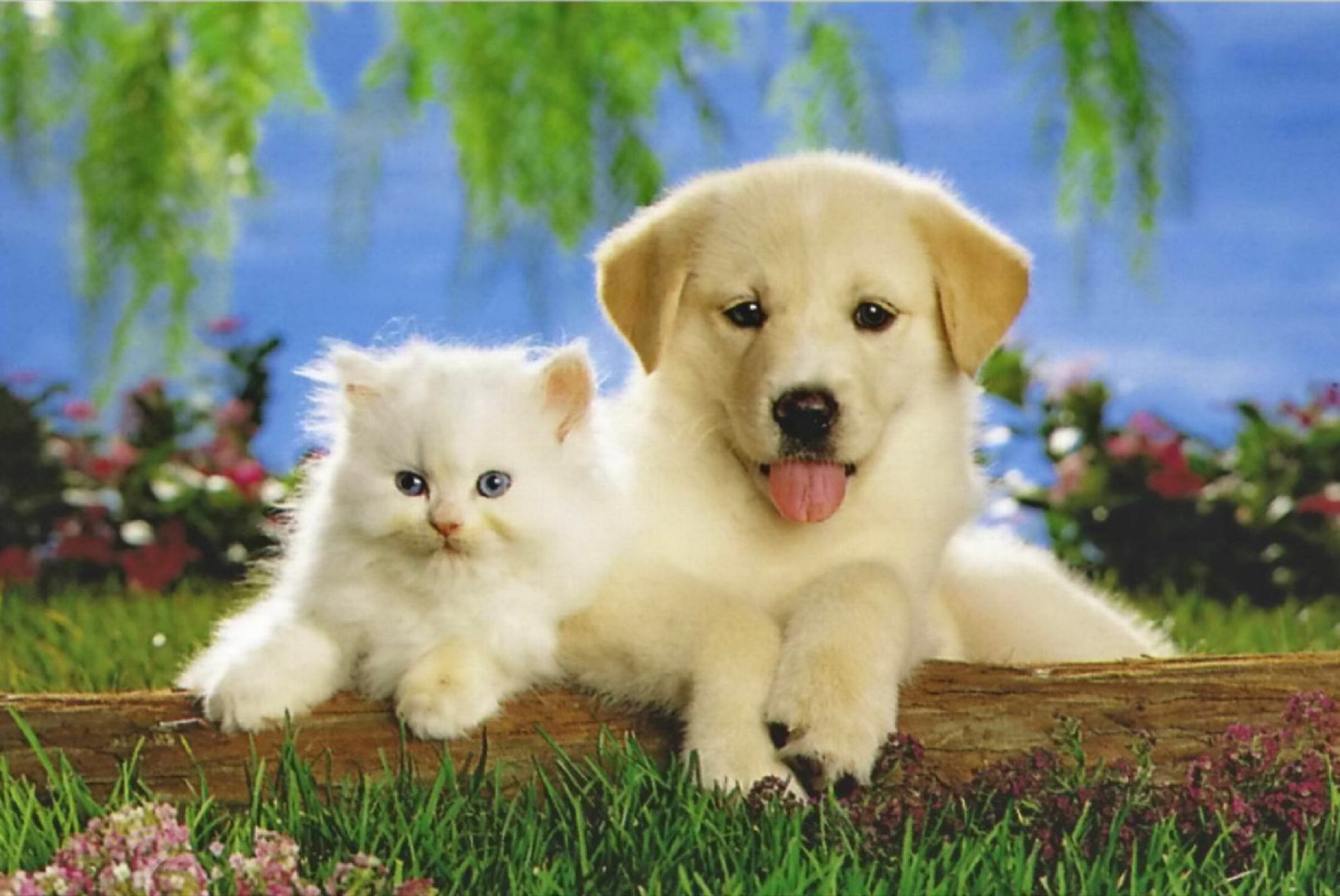 Cucciolo, Gattino bianco, Prato, Fiori, Animali, wallpaper per desktop